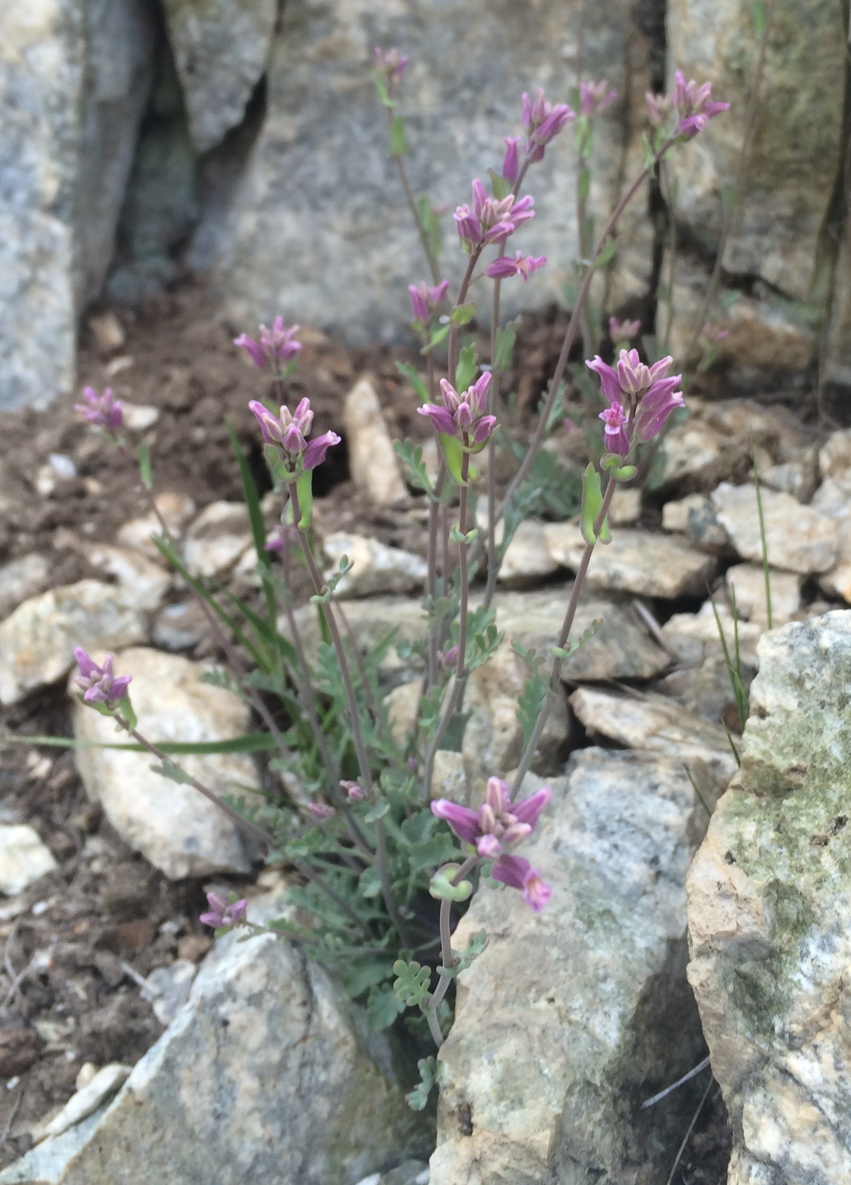<i>Streptanthus gracilis</i>; Alpine Jewelflower