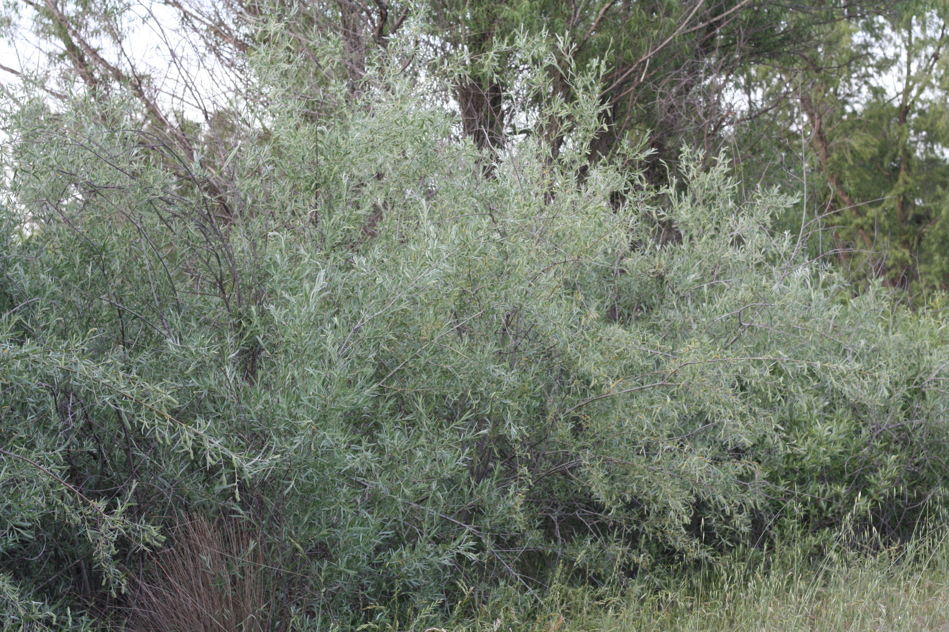 <i>Salix exigua</i>; Narrow Leaved Willow