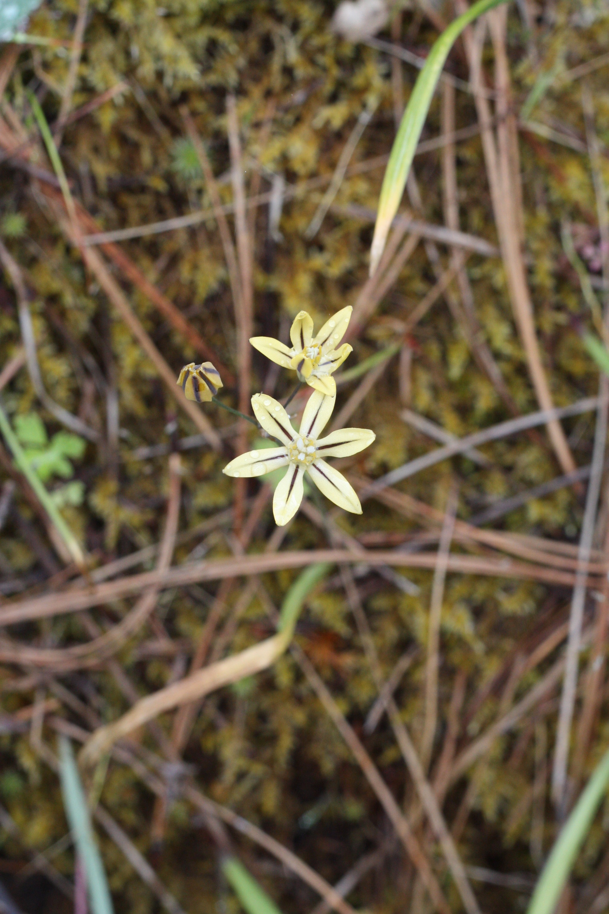 <i>Triteleia ixioides ssp. unifolia</i>; Prettyface
