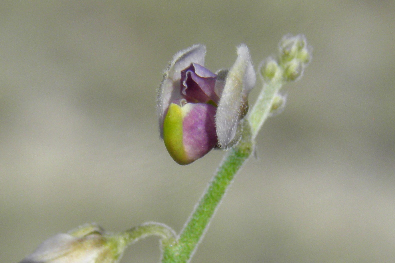 <i>Hebecarpa barbeyana</i>; Blue Milkwort