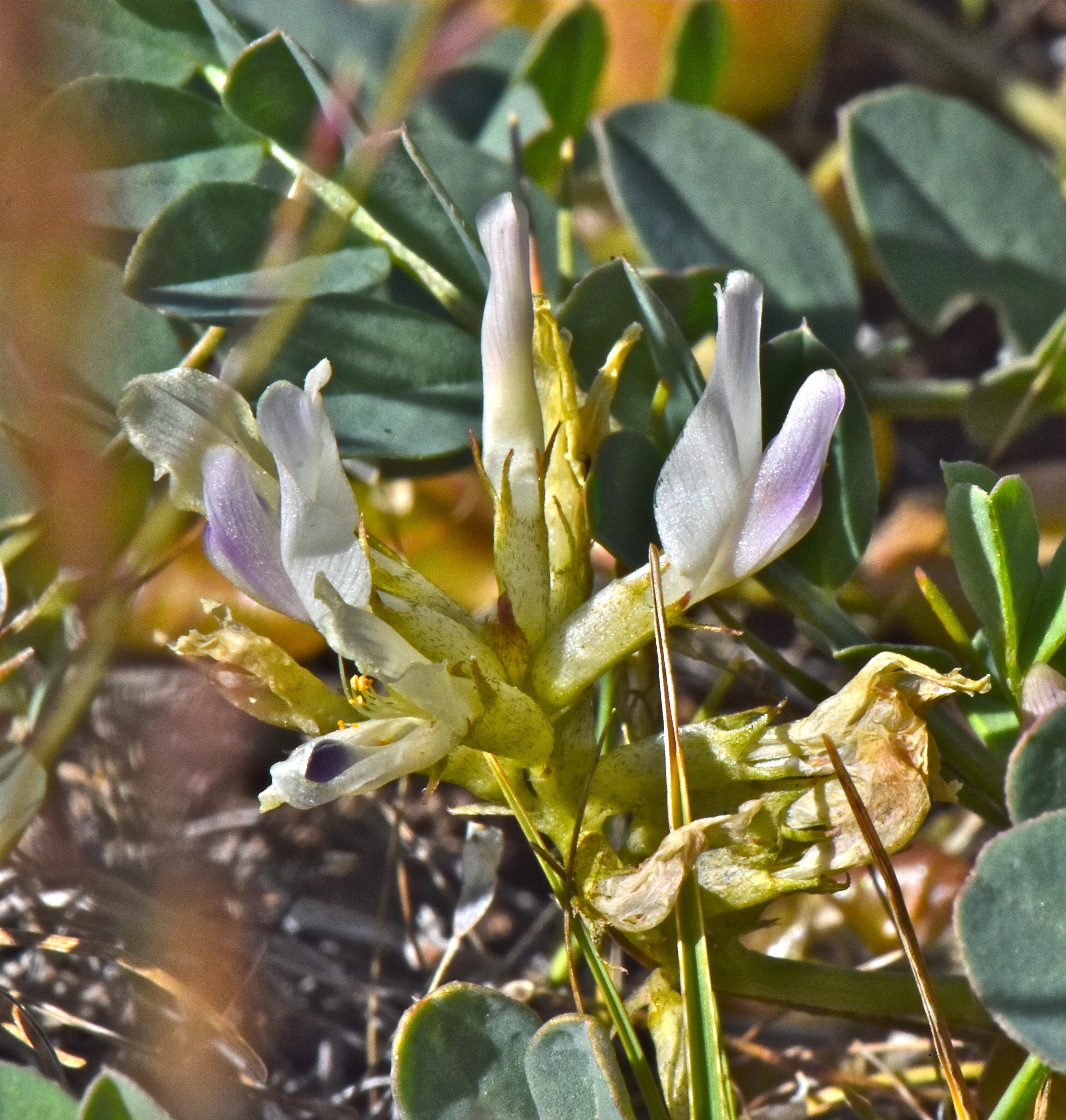 <i>Astragalus geyeri</i>
