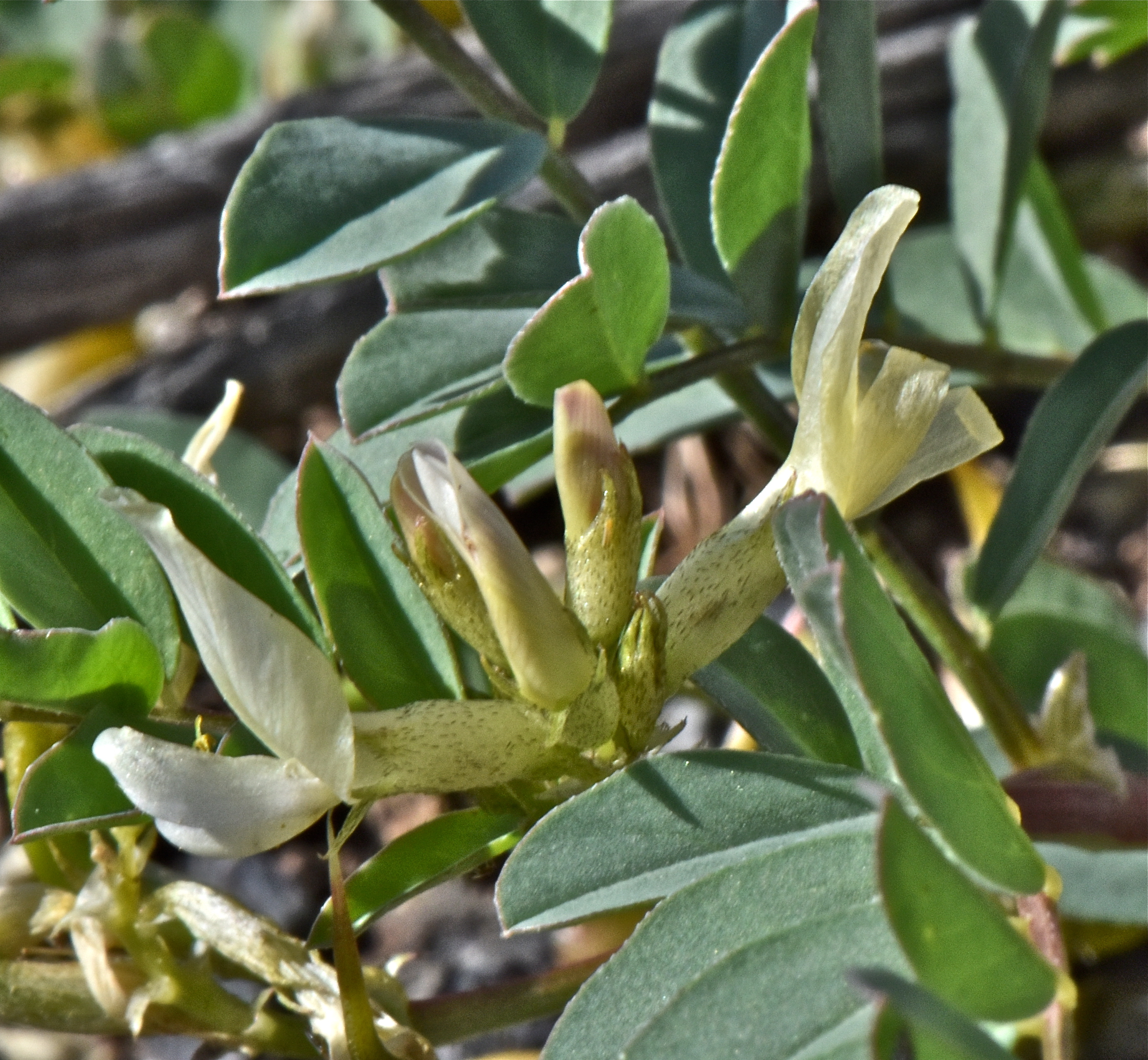 <i>Astragalus geyeri</i>