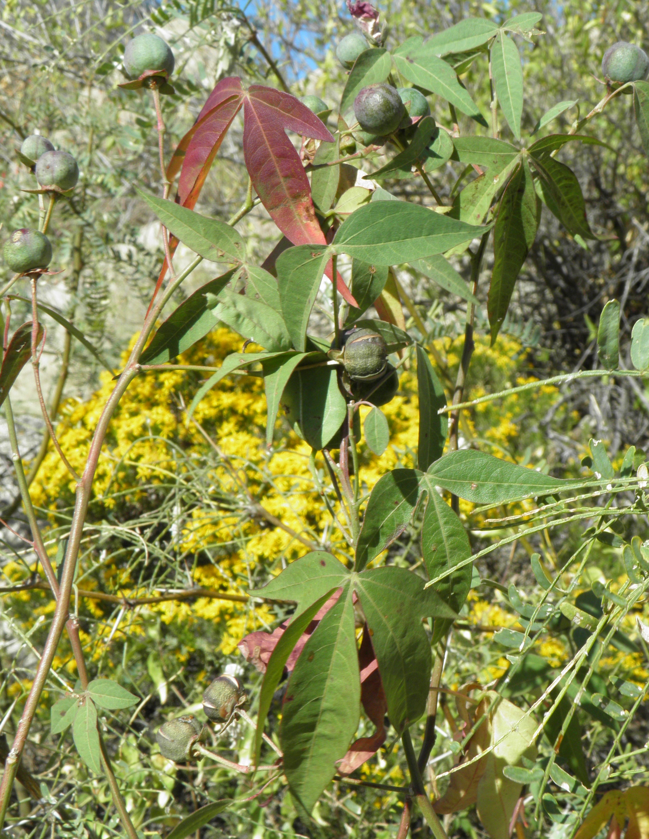 <i>Gossypium thurberi</i>; Arizona Desert Cotton