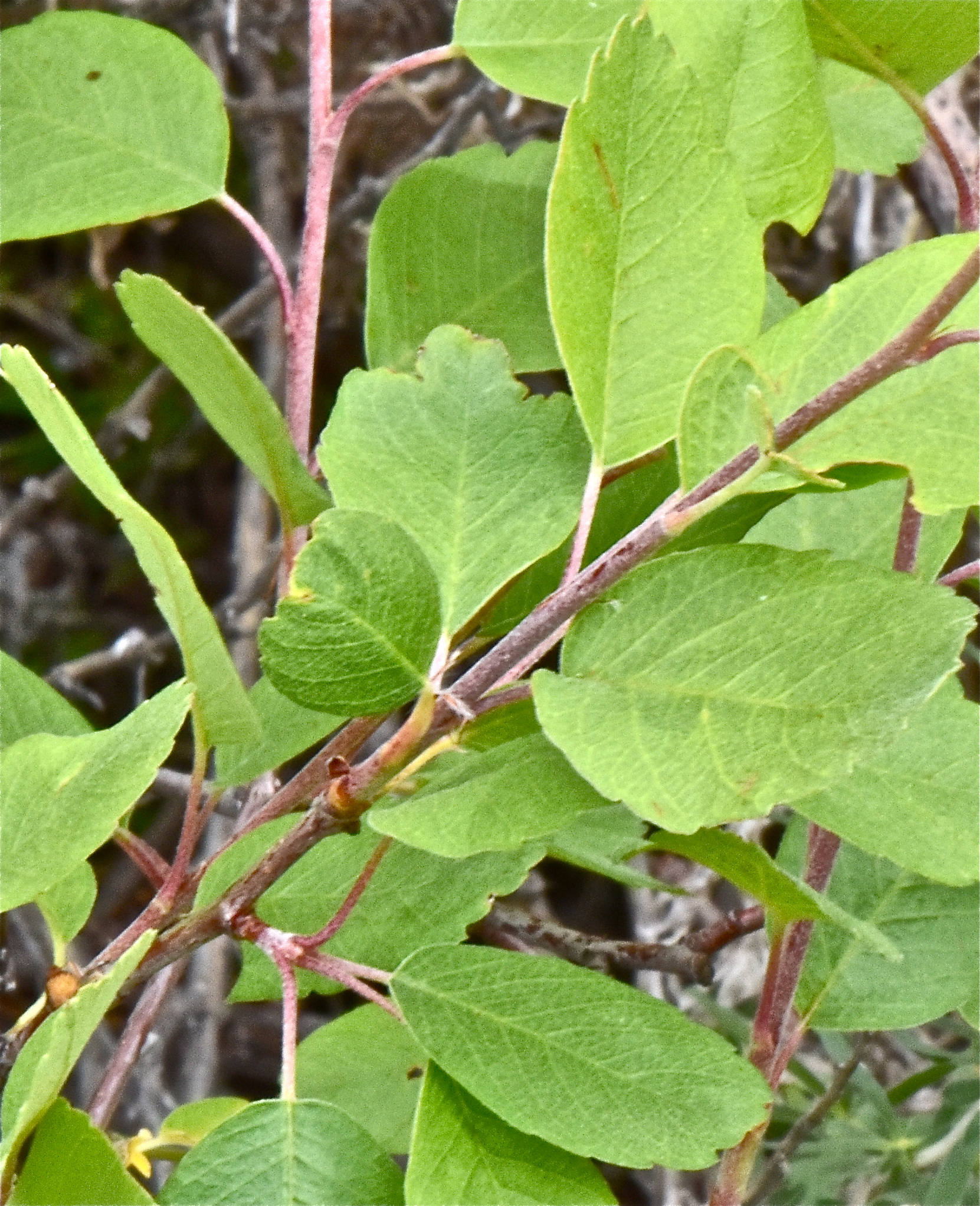 <i>Amelanchier alnifolia var. pumila</i>
