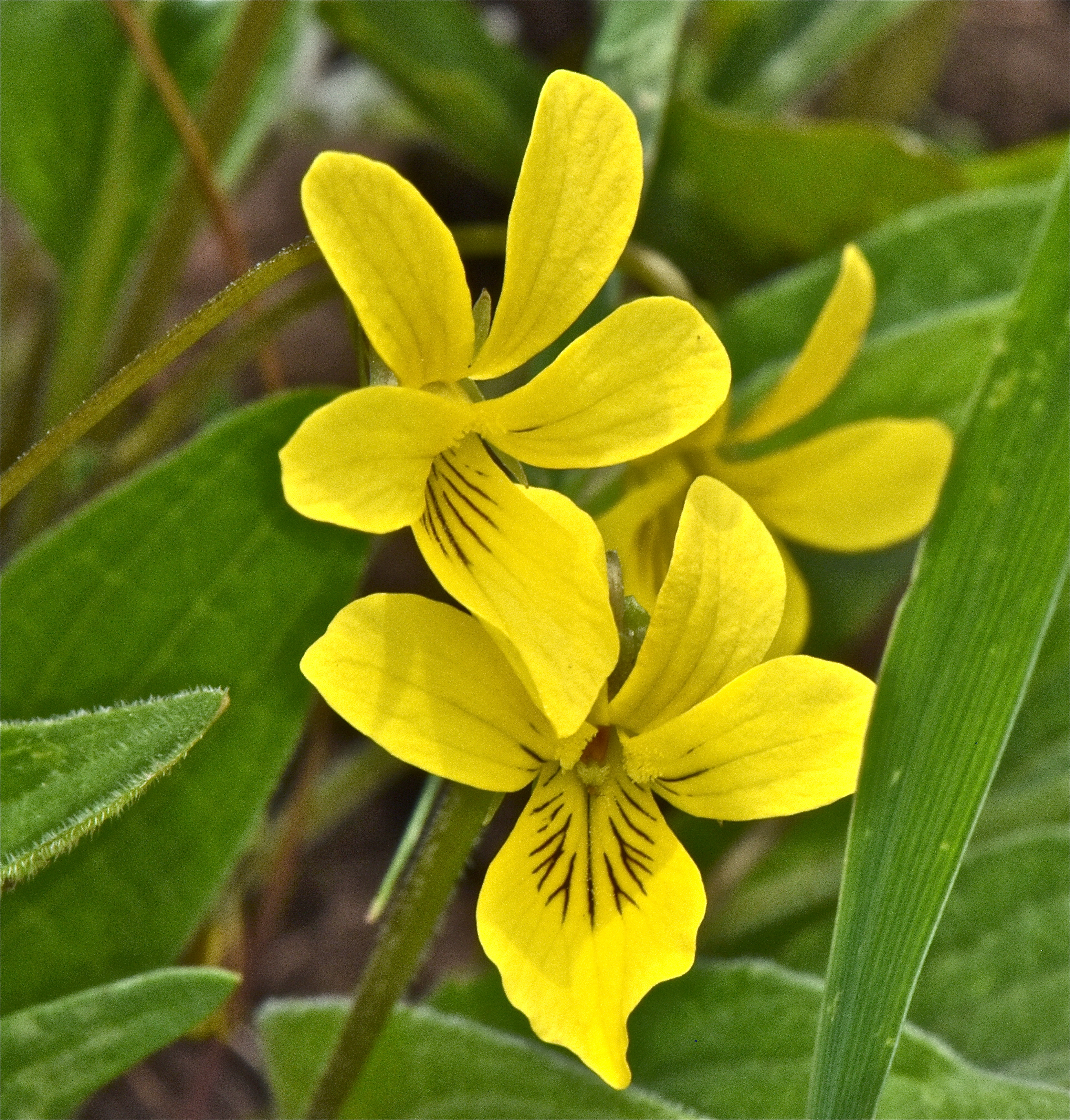 <i>Viola praemorsa ssp. linguifolia</i>