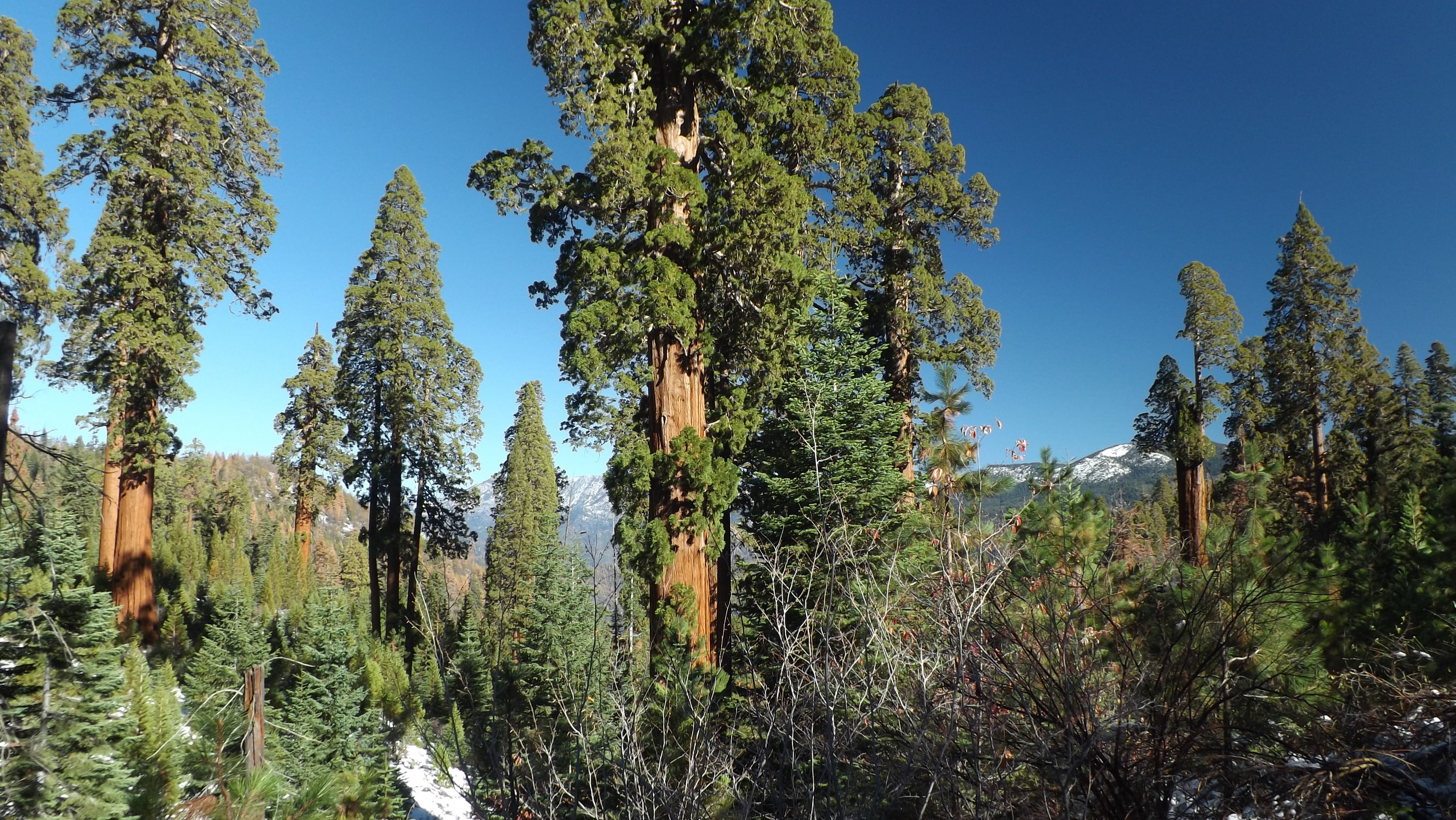 <i>Sequoiadendron giganteum</i>; Giant Sequoia