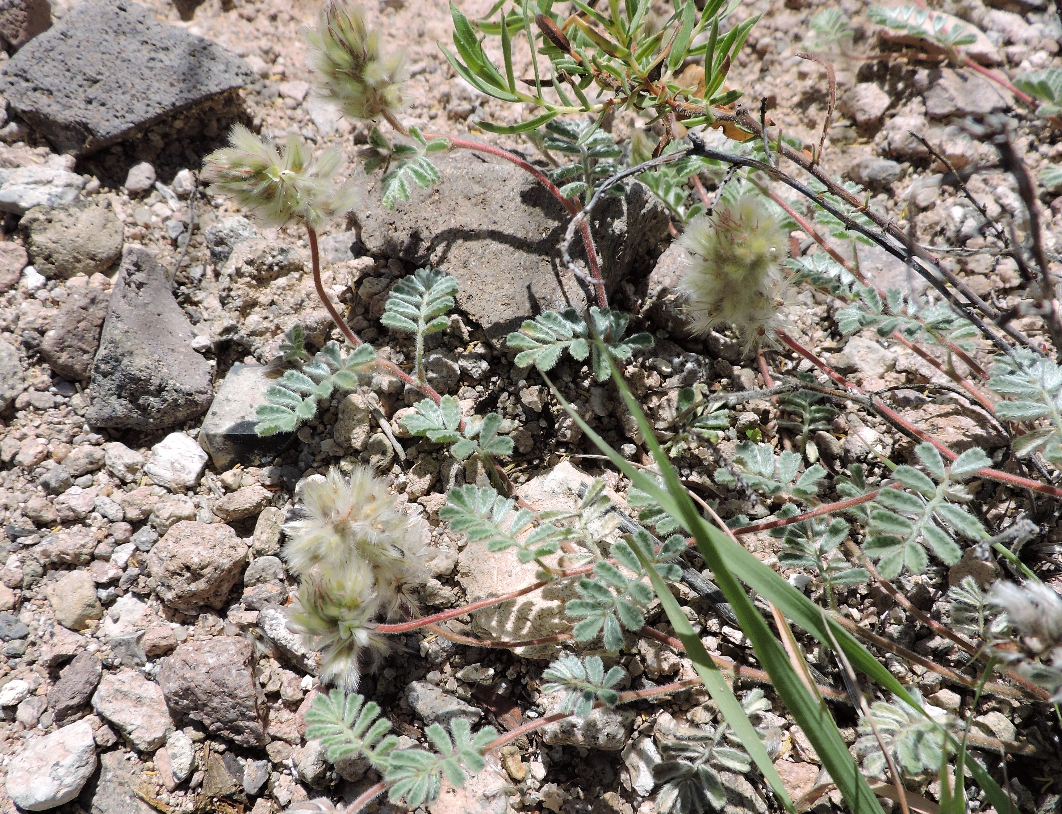 <i>Dalea neomexicana</i>; New Mexico Prairie-clover