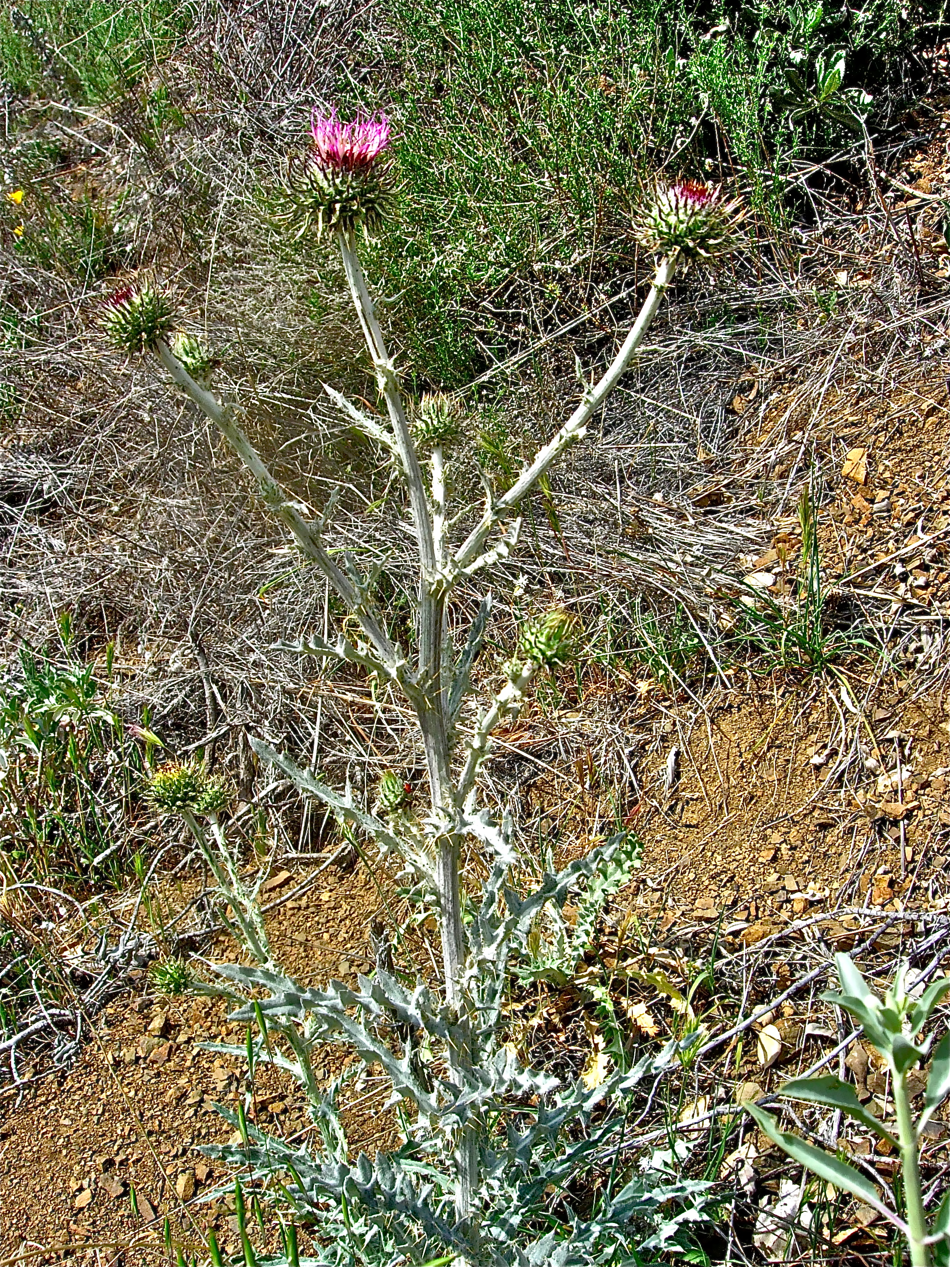 <i>Cirsium occidentale var. californicum</i>