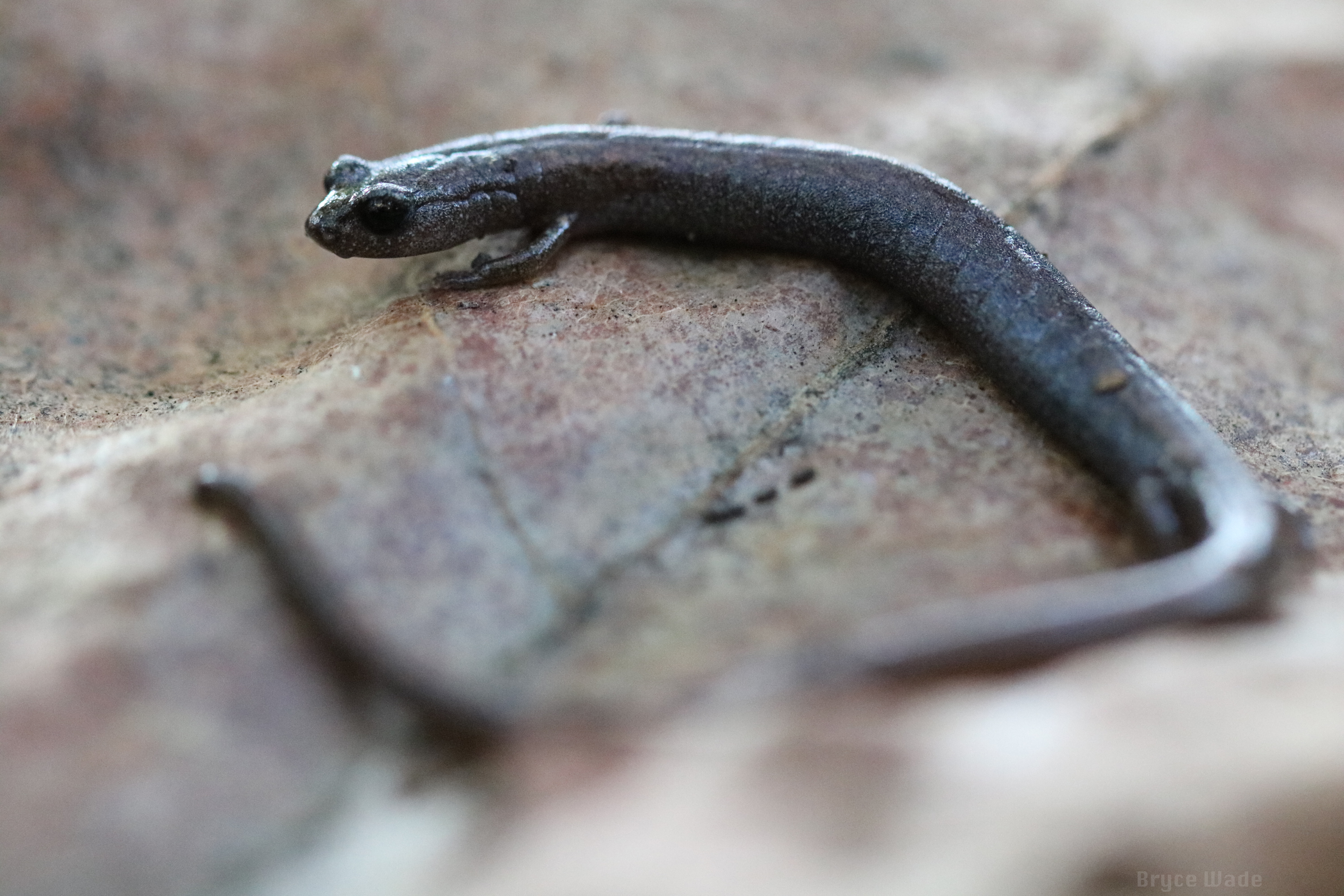 <i>Batrachoseps major</i>; Garden Slender Salamander