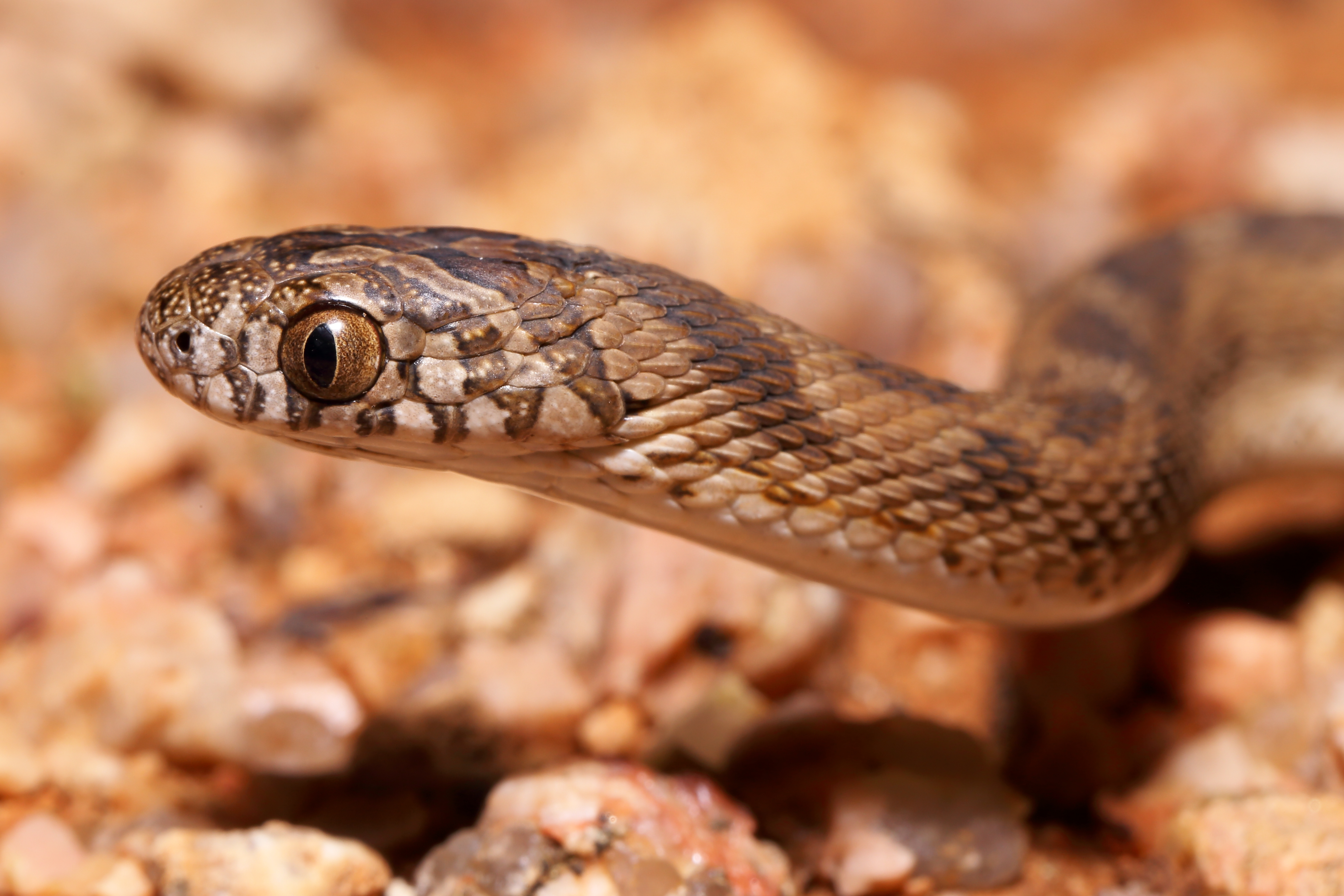 <i>Dasypeltis sahelensis</i>; Sahel Egg-eating Snake