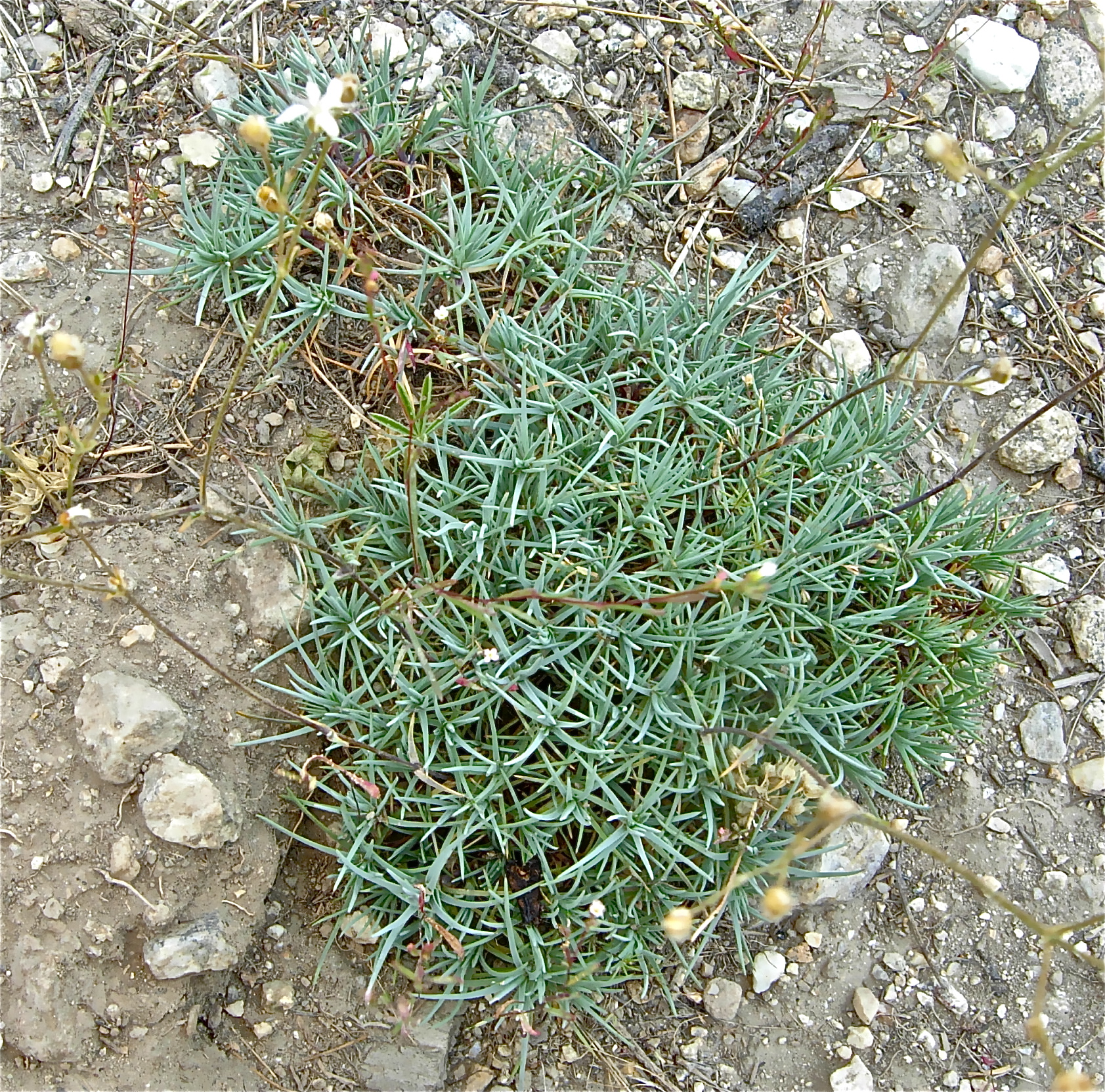 <i>Eremogone aculeata</i>