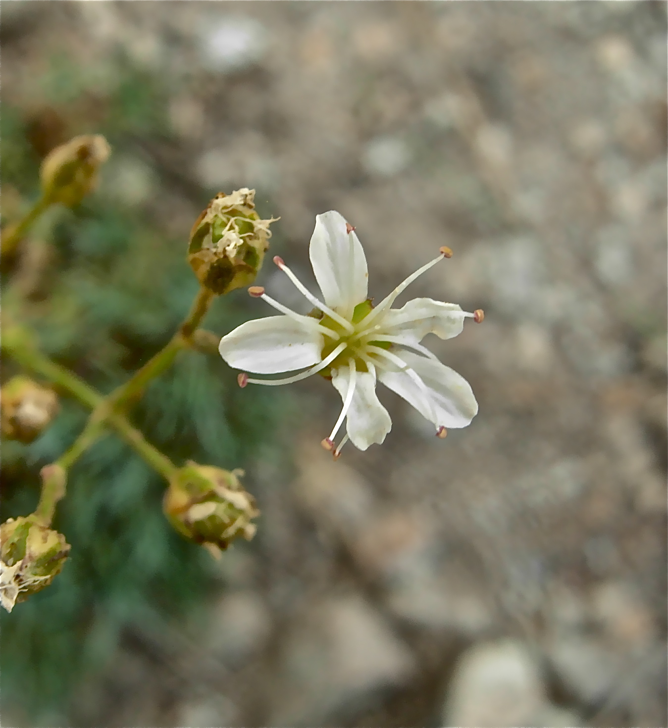 <i>Eremogone aculeata</i>