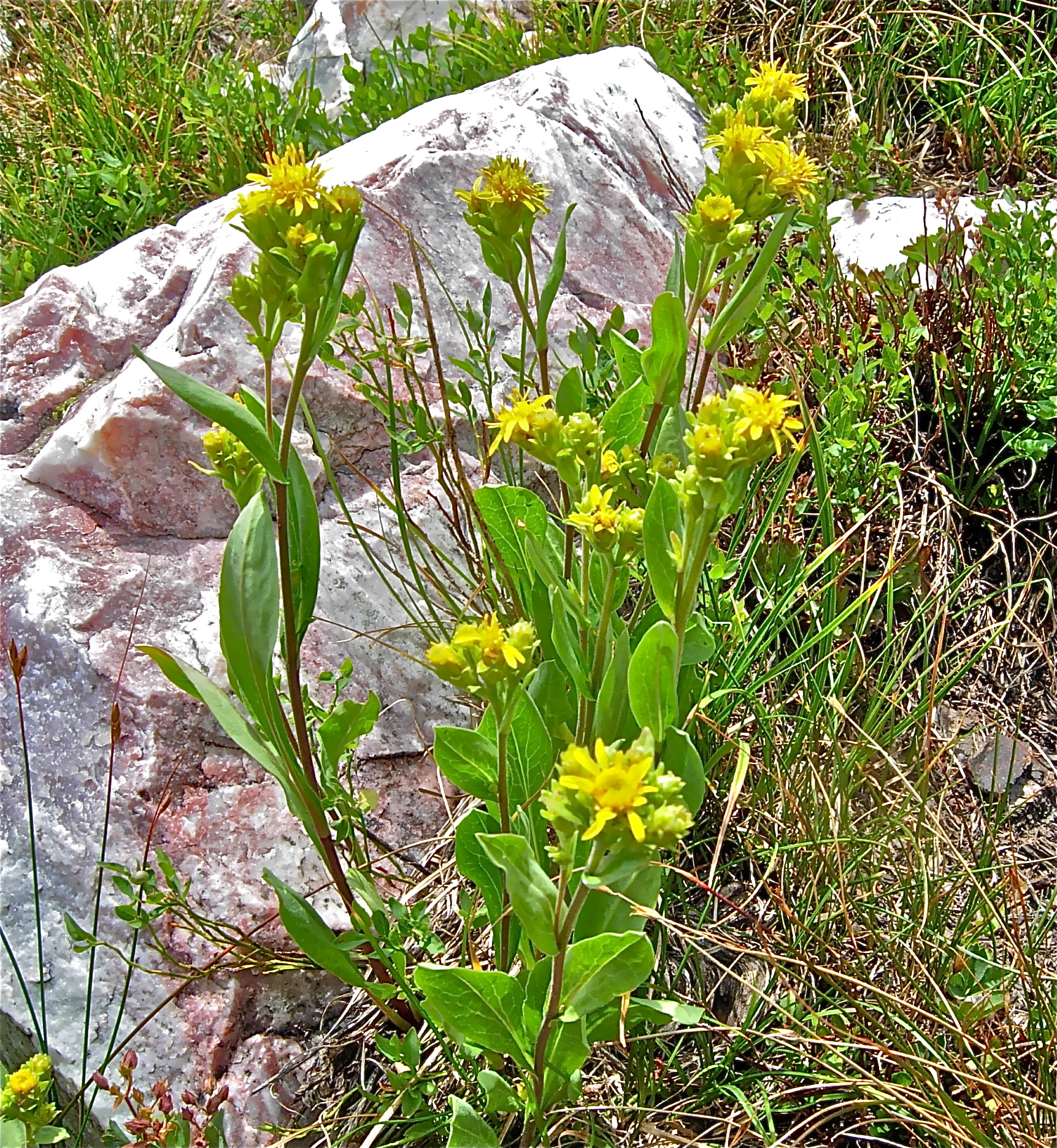 <i>Oreochrysum parryi</i>