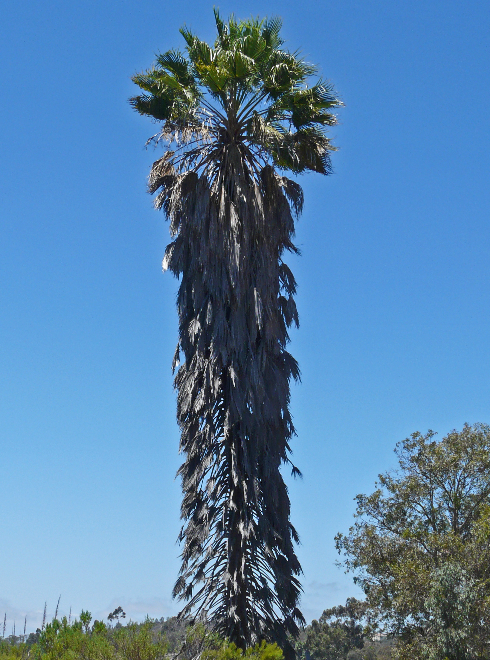 <i>Washingtonia robusta</i>; Mexican Fan Palm