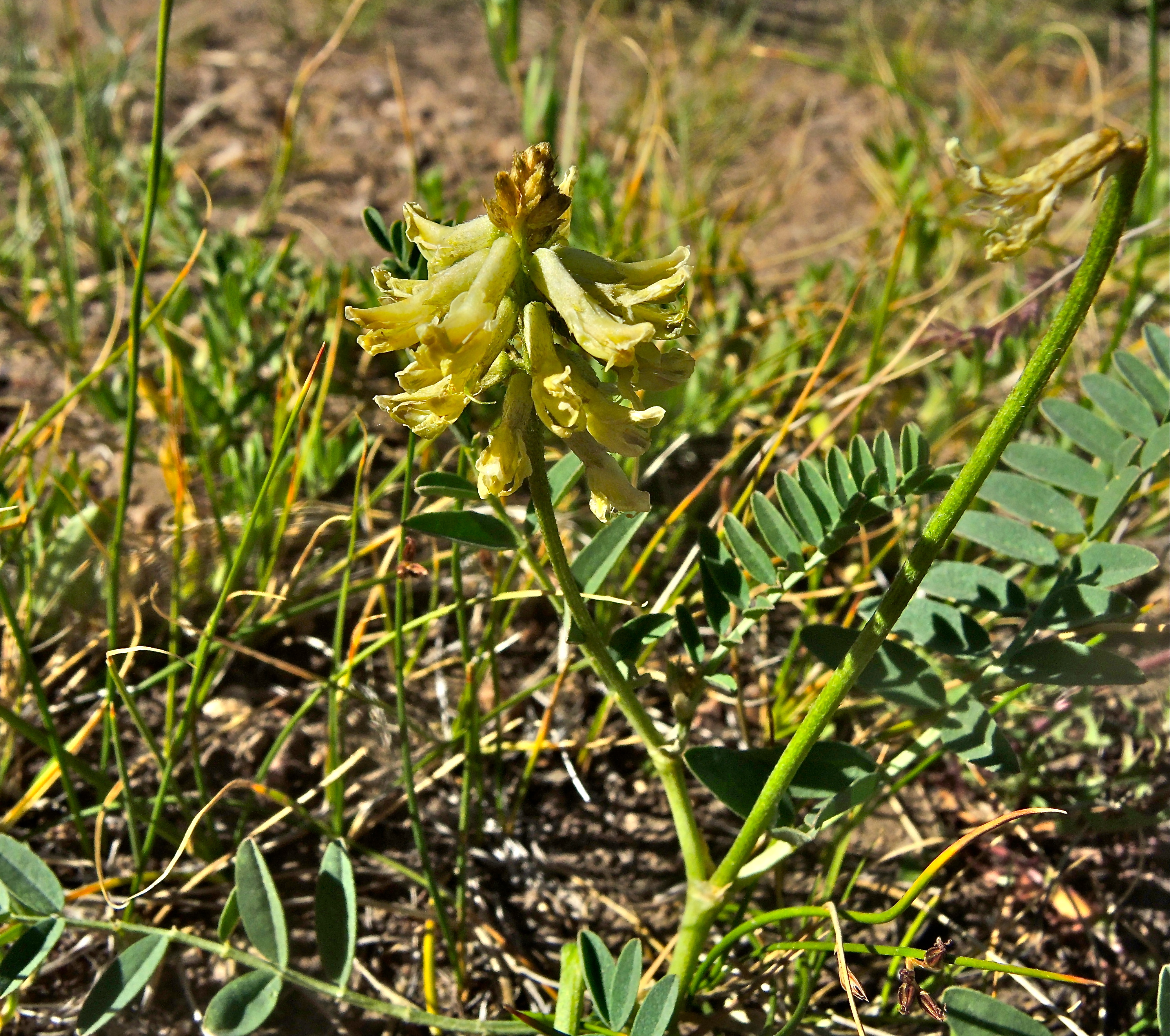 <i>Astragalus canadensis</i>