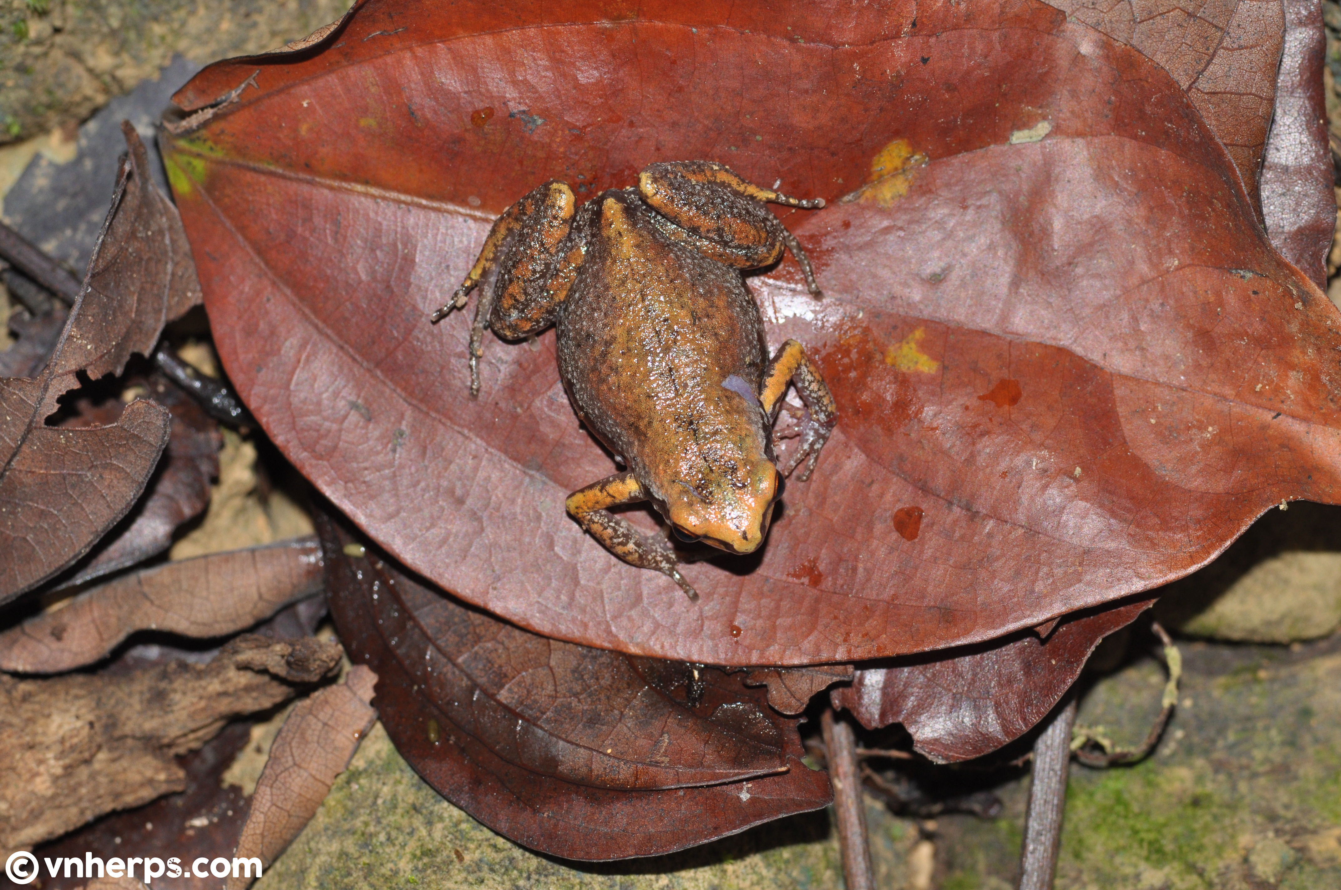 <i>Micryletta nigromaculata</i>; Black-spotted Paddy Frog
