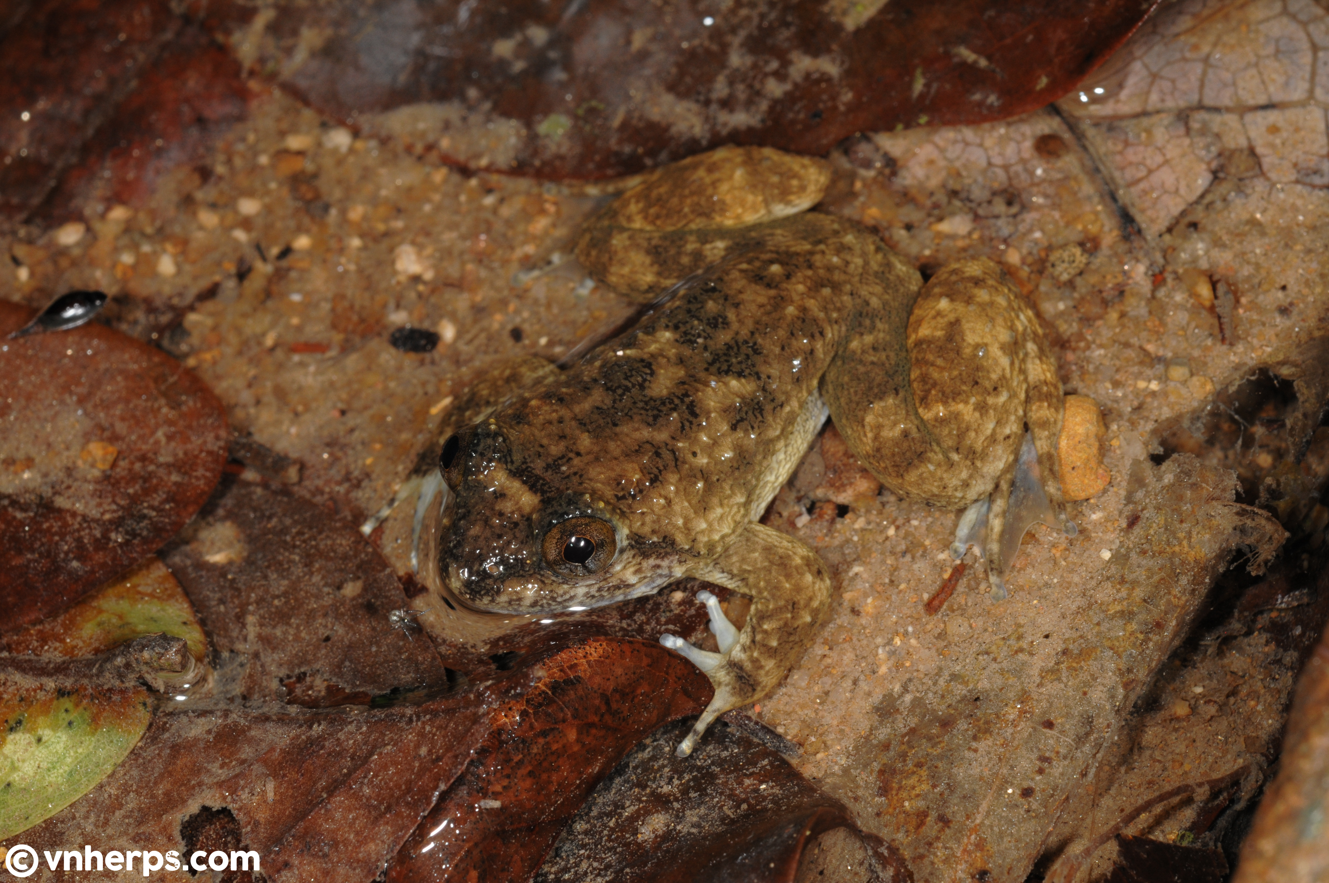 <i>Limnonectes phuyenensis</i>; Phu Yen Wart Frog