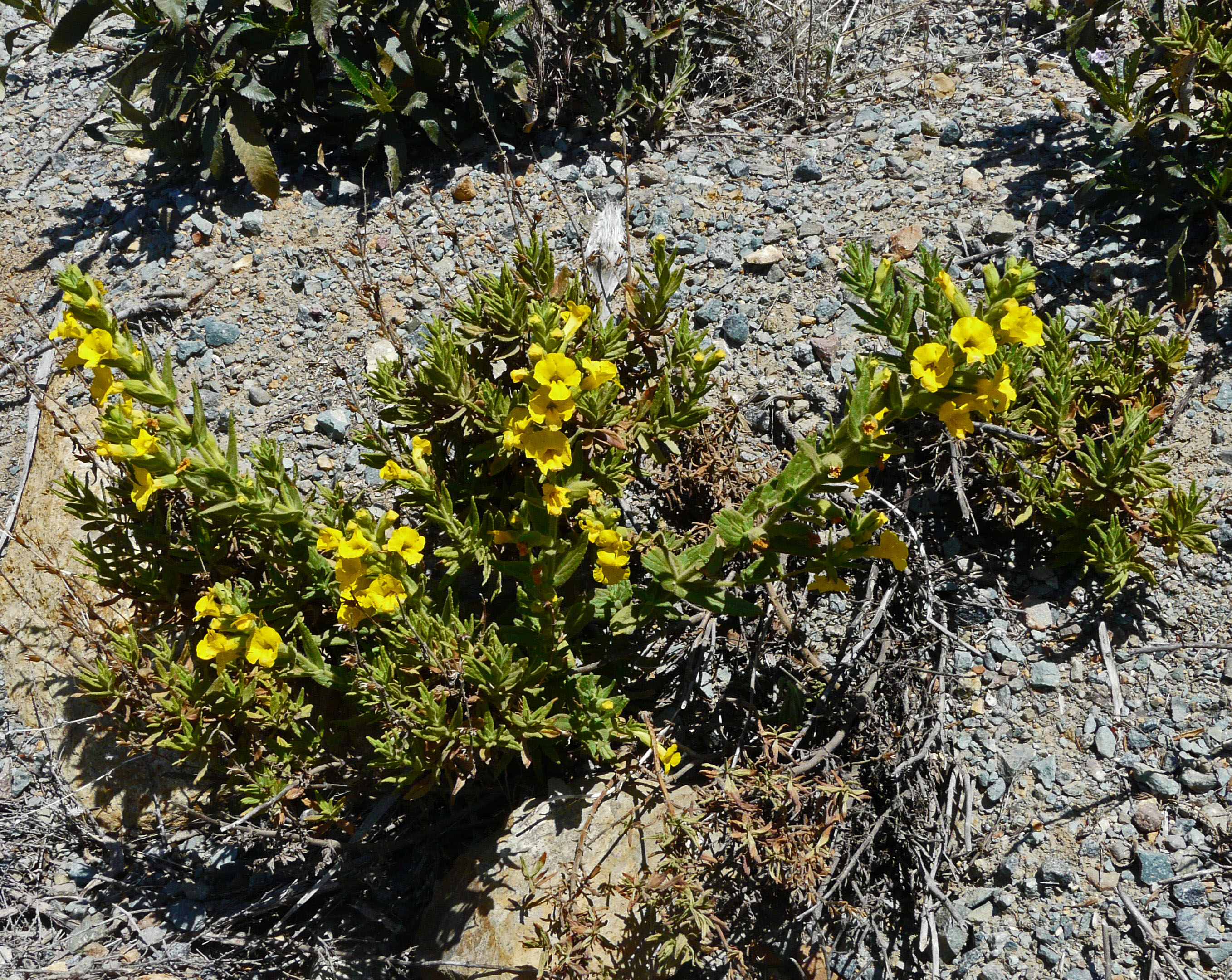 <i>Diplacus clevelandii</i>; Cleveland's Bush Monkeyflower