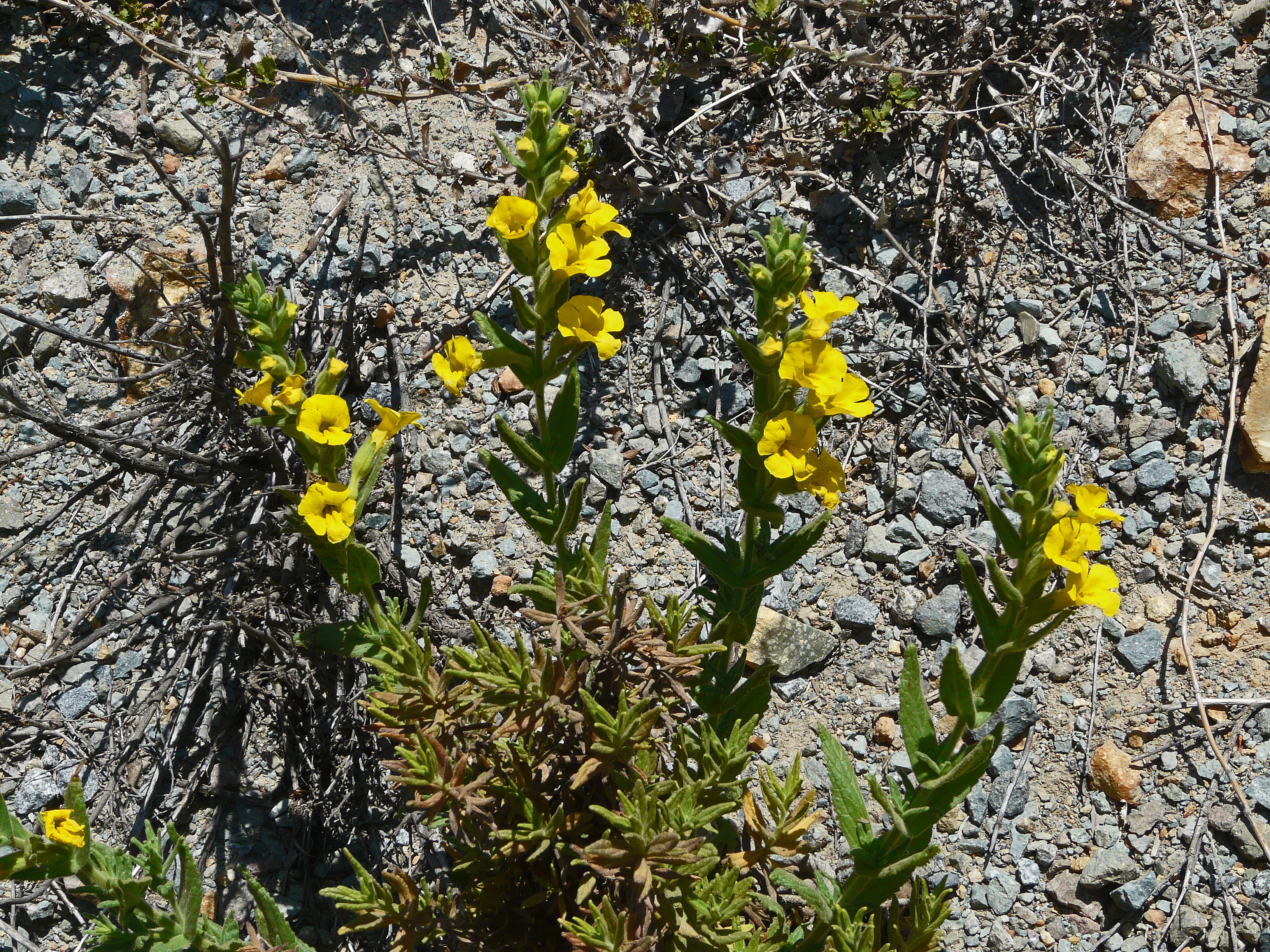 <i>Diplacus clevelandii</i>; Cleveland's Bush Monkeyflower