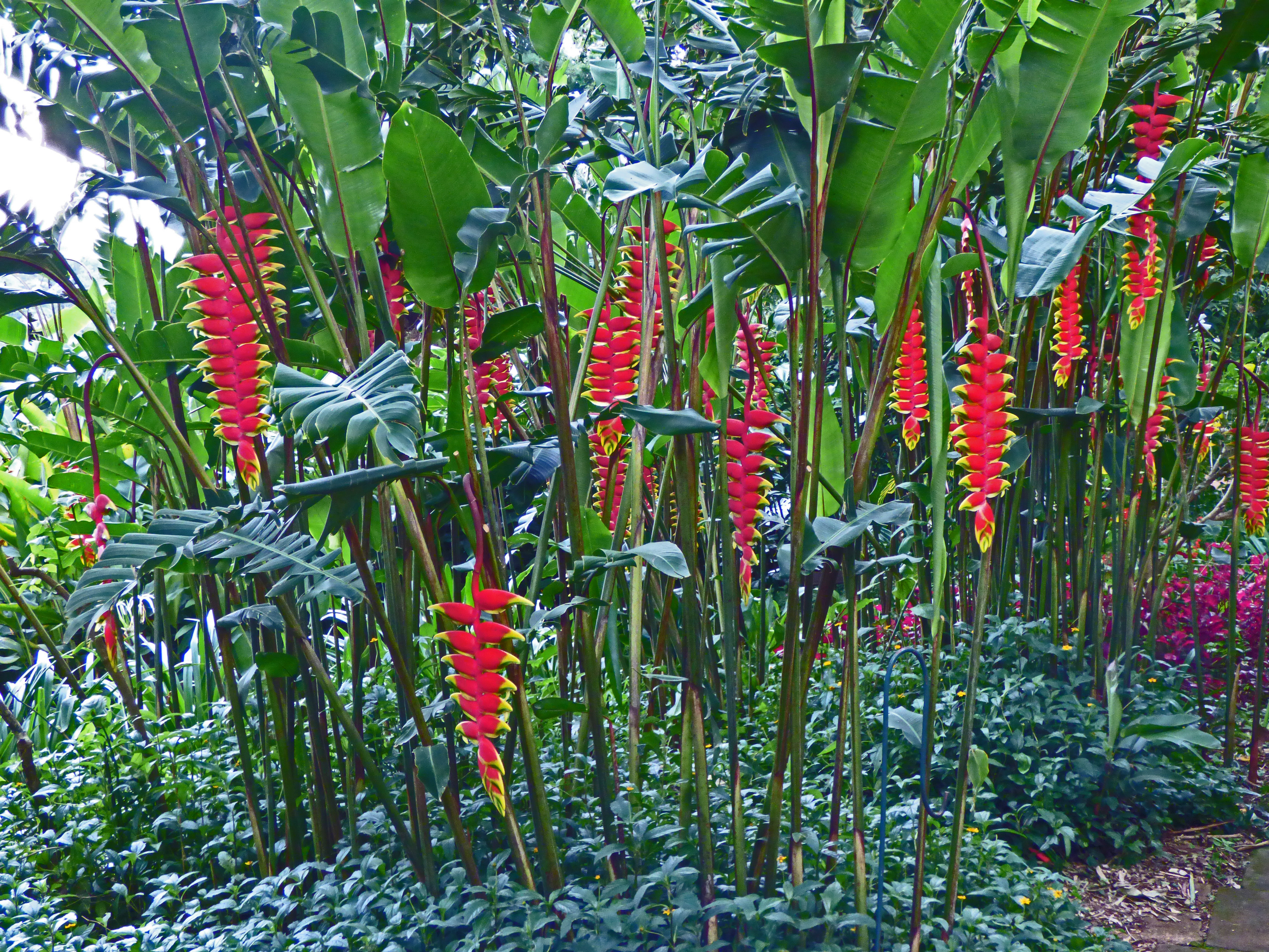 <i>Heliconia rostrata</i>; Hanging Lobster Claw