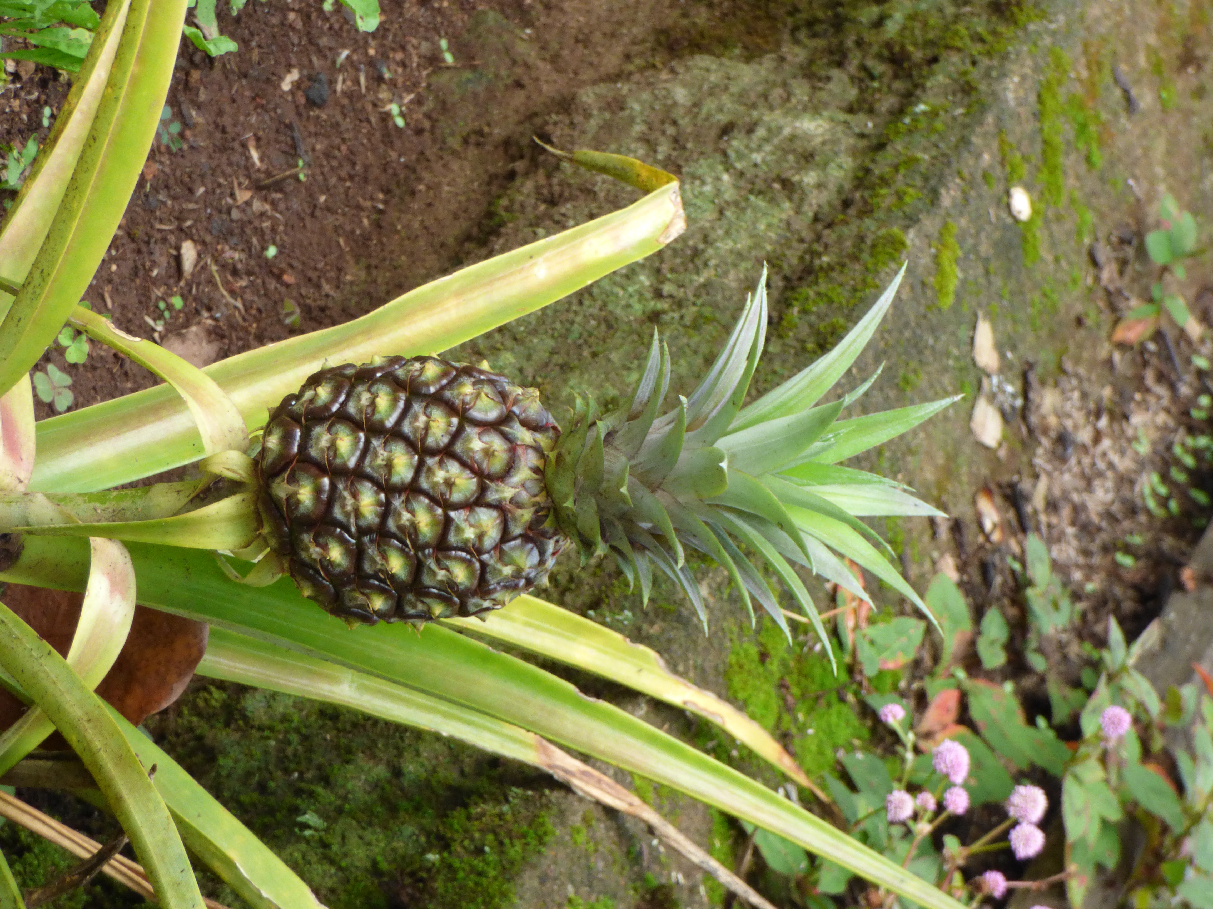 <i>Ananas comosus</i>; Pineapple