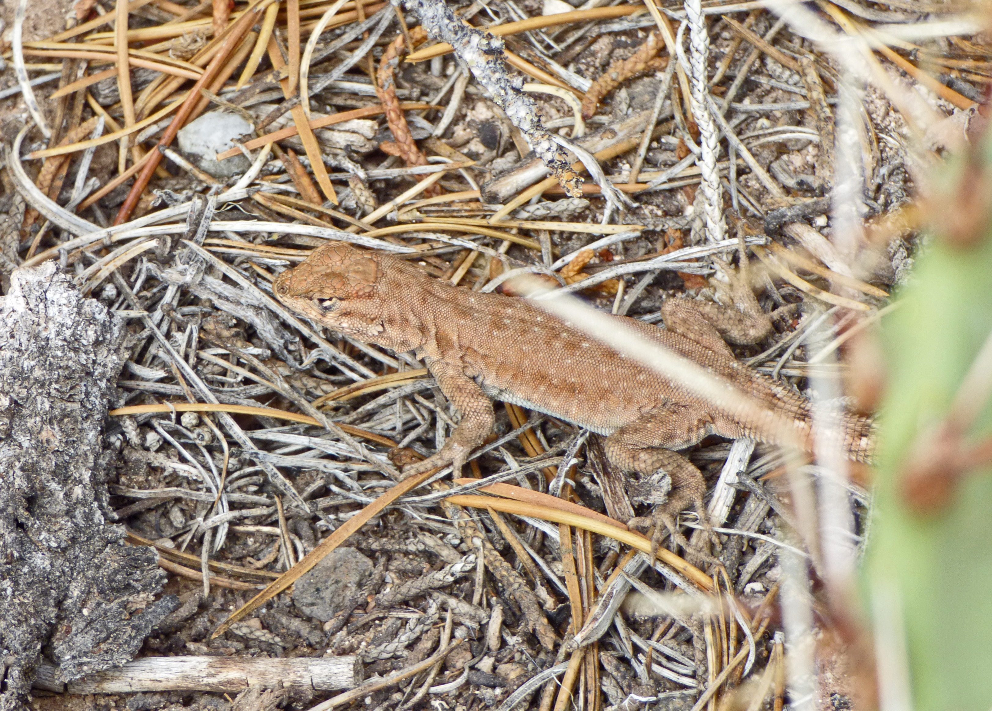 <i>Sceloporus undulatus elongatus</i>; Northern Plateau Lizard