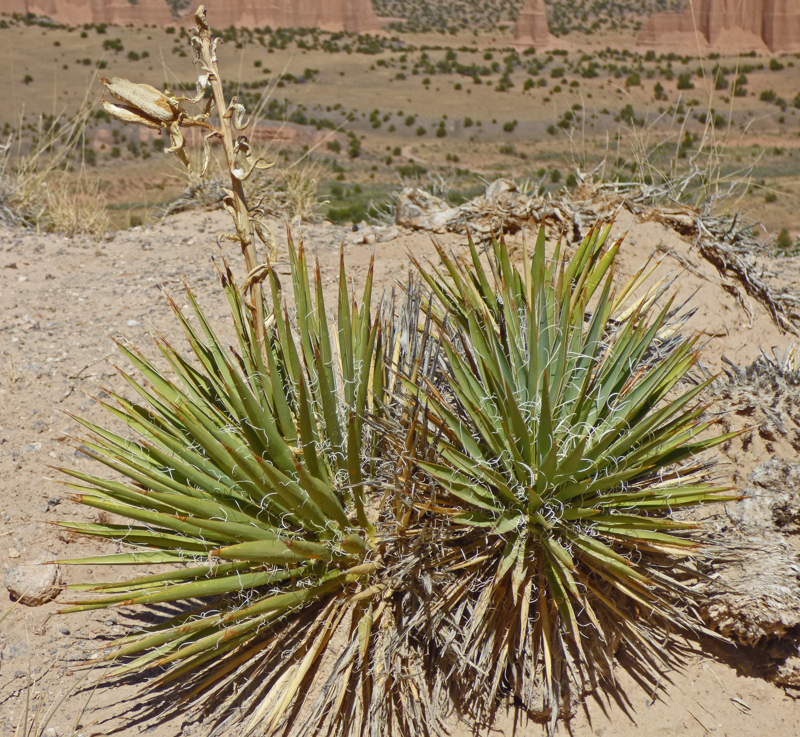 <i>Yucca angustissima</i>; Narrowleaf Yucca