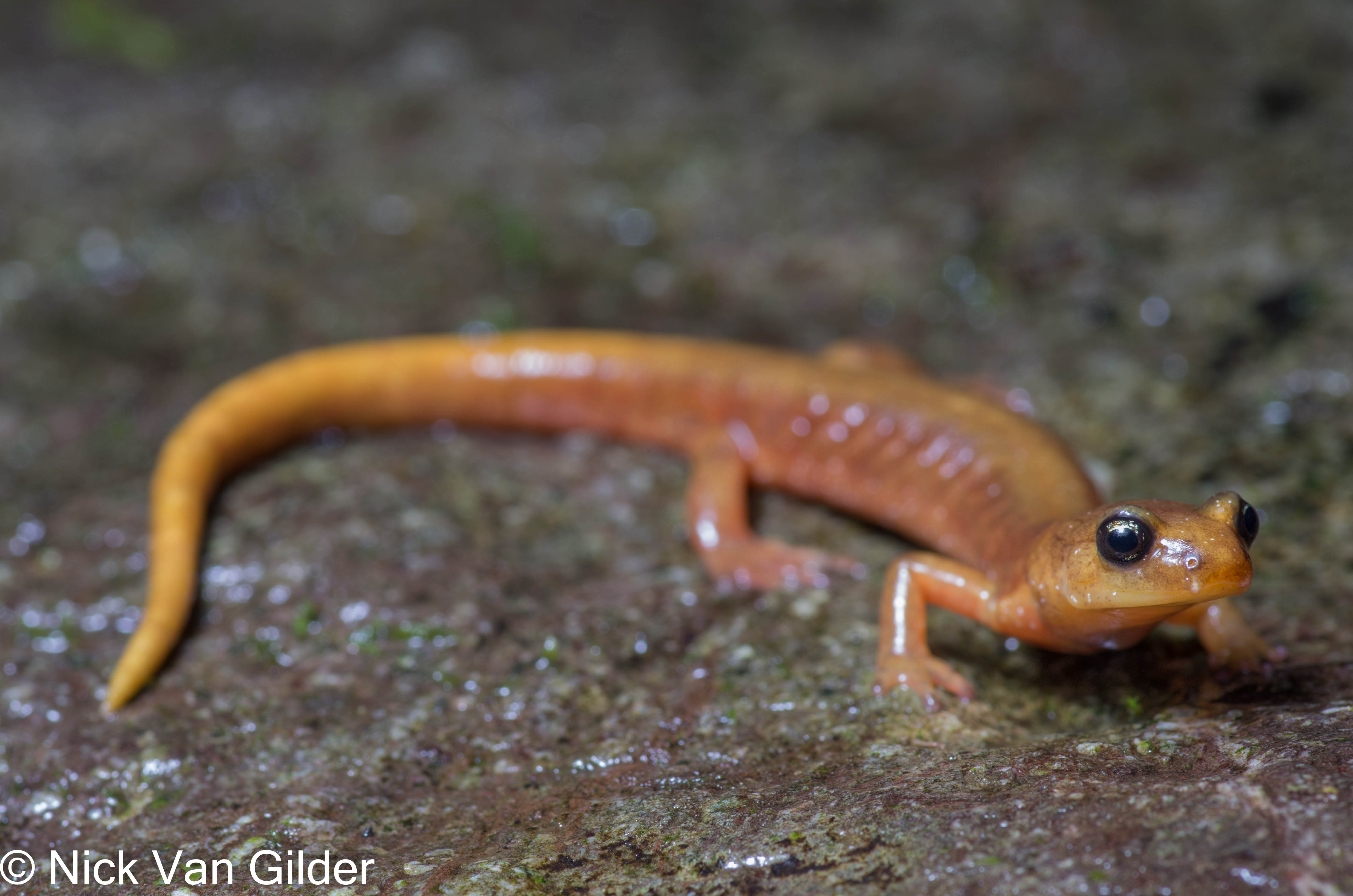 <i>Plethodon vandykei</i>; Van Dyke's Salamander