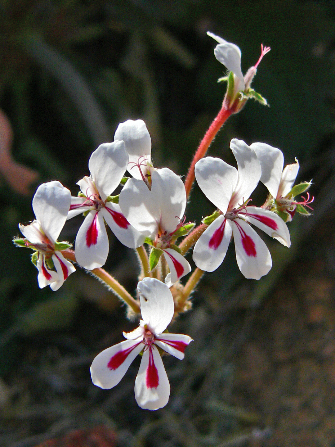 <i>Pelargonium pulchellum</i>; Nonesuch Pelargonium