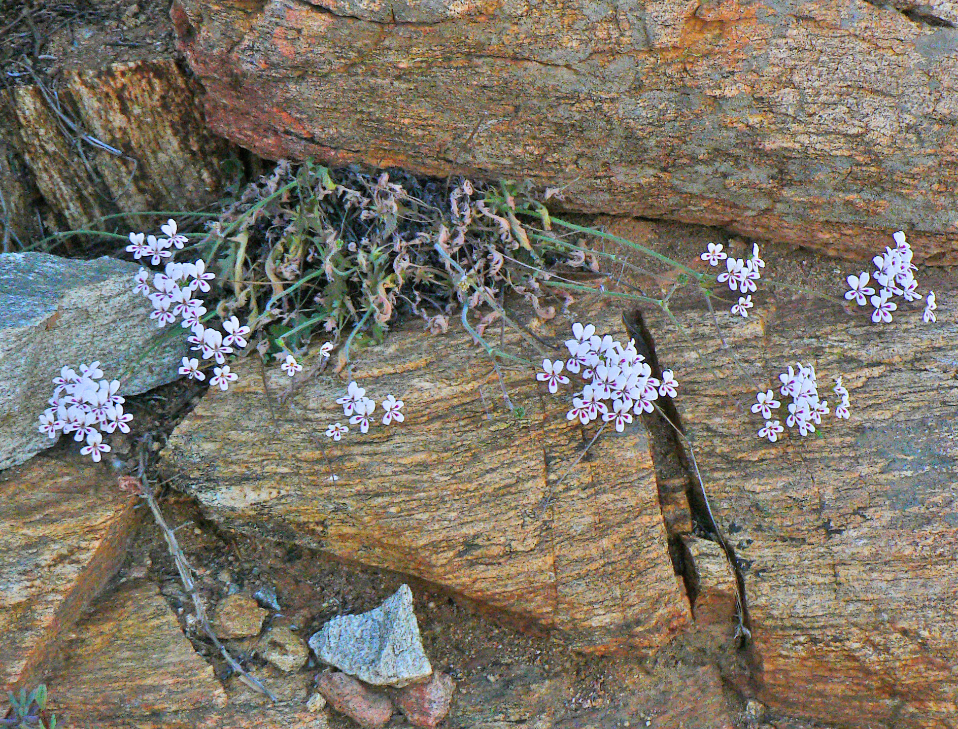 <i>Pelargonium pulchellum</i>; Nonesuch Pelargonium