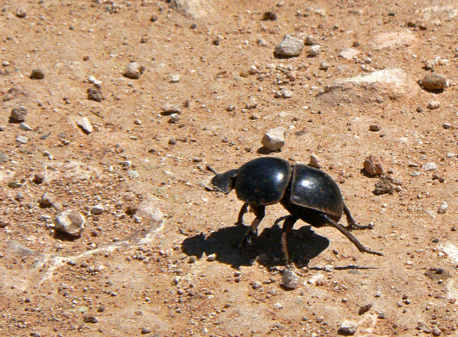 <i>Circellium bacchus</i>; Addo Flightless Dung Beetle