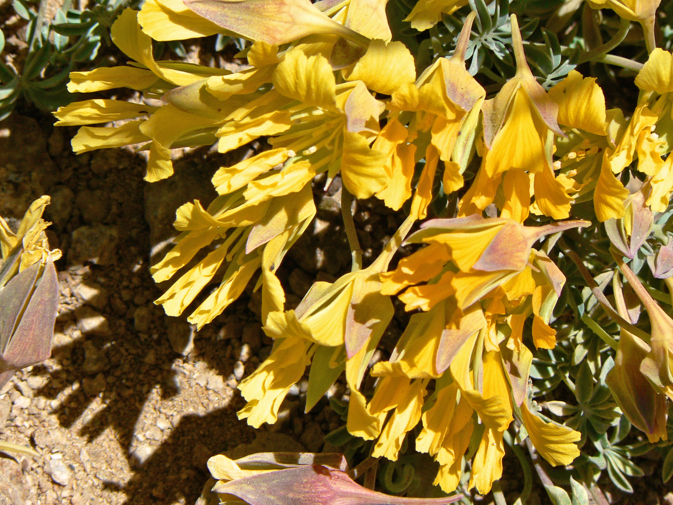 <i>Tropaeolum polyphyllum</i>; Soldadito Grande de La Cordillera