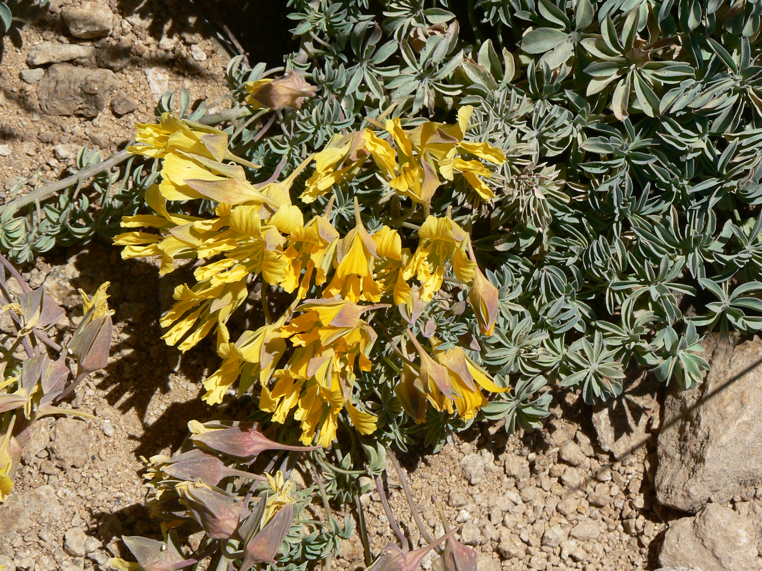 <i>Tropaeolum polyphyllum</i>; Soldadito Grande de La Cordillera