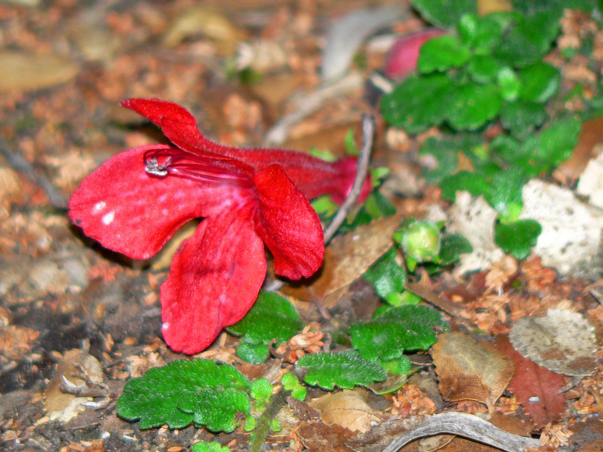 <i>Asteranthera ovata</i>; Estrellita