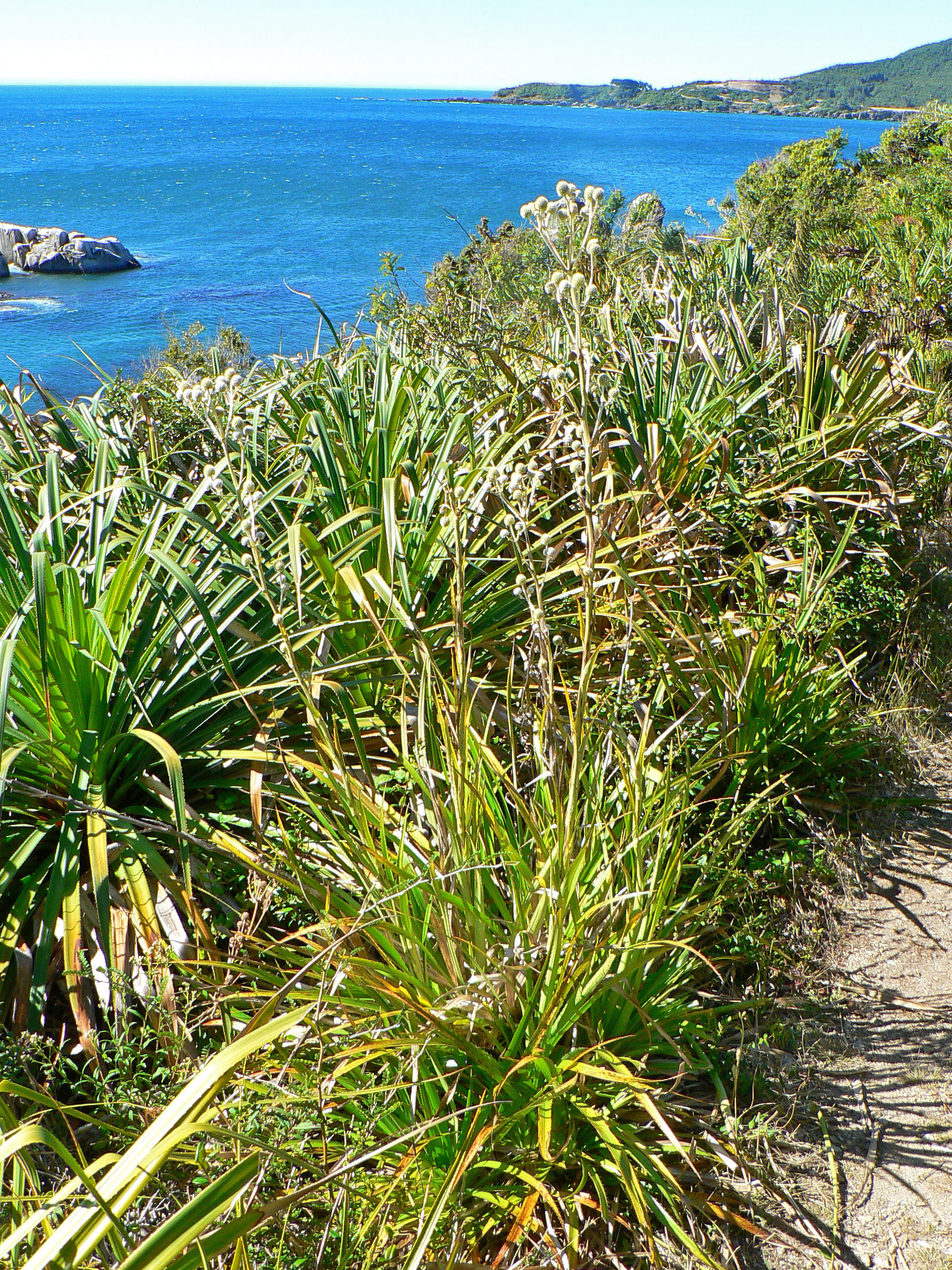 <i>Eryngium paniculatum</i>; Chupalla, Sea Holly