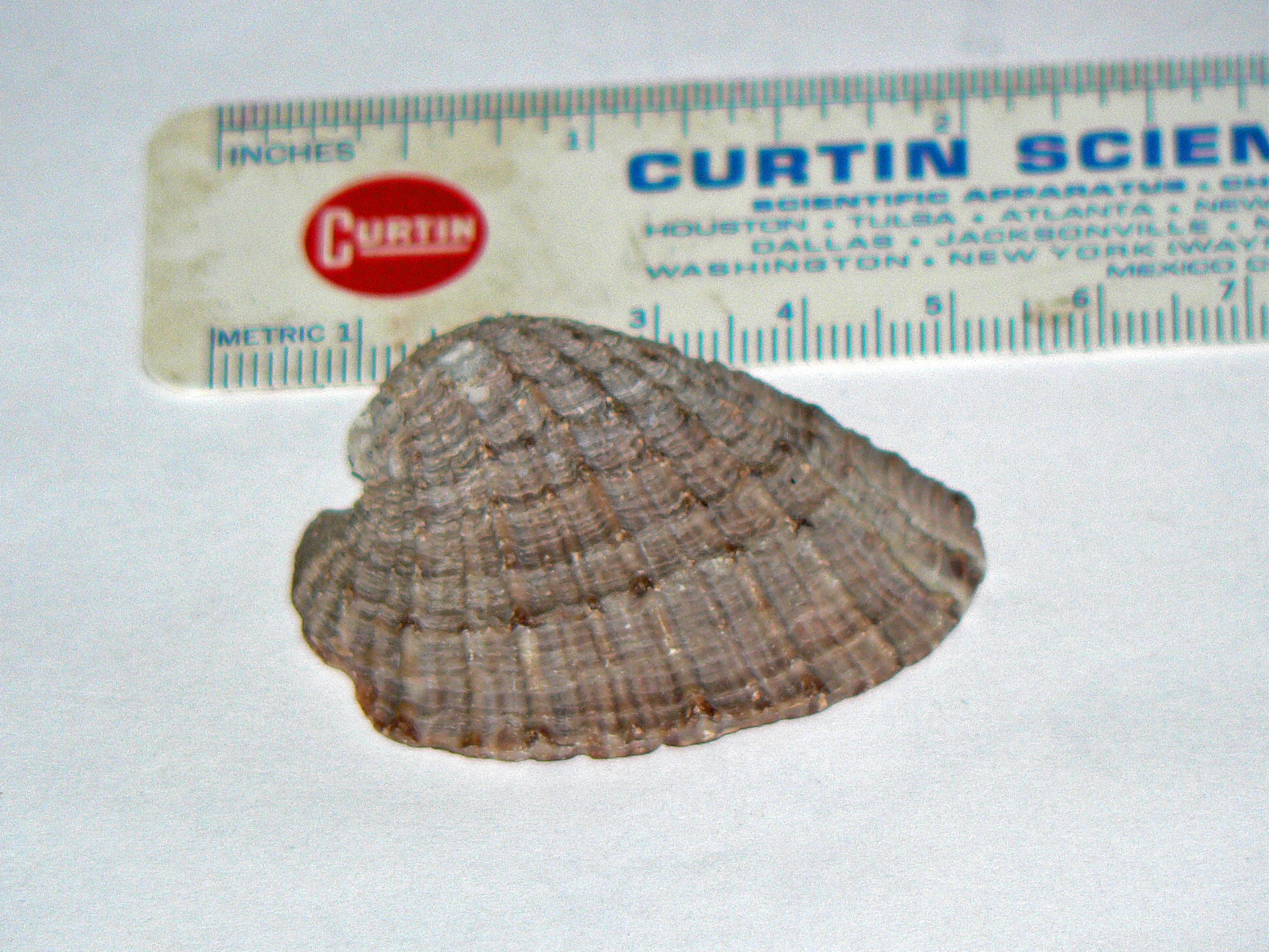 <i>Concholepas concholepas</i>; Barnacle Rock Shell