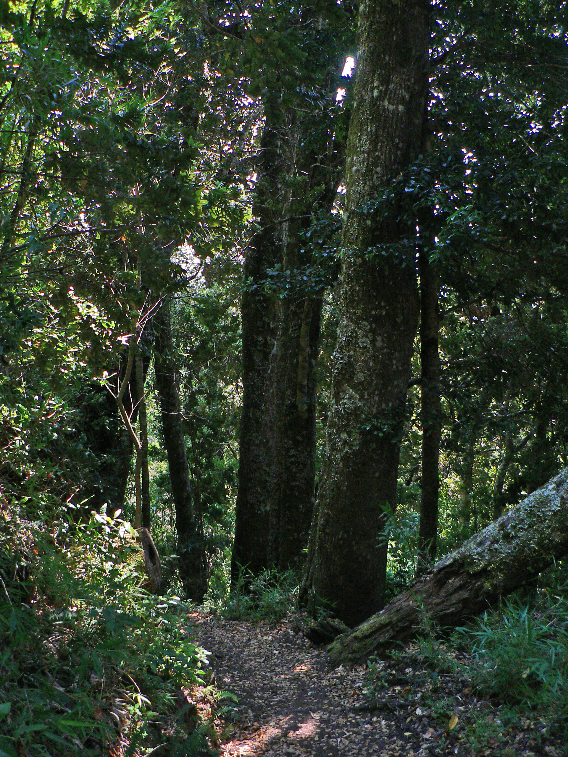 Parque Nacional Puyehue; trail to Mirador El Puma, Chile