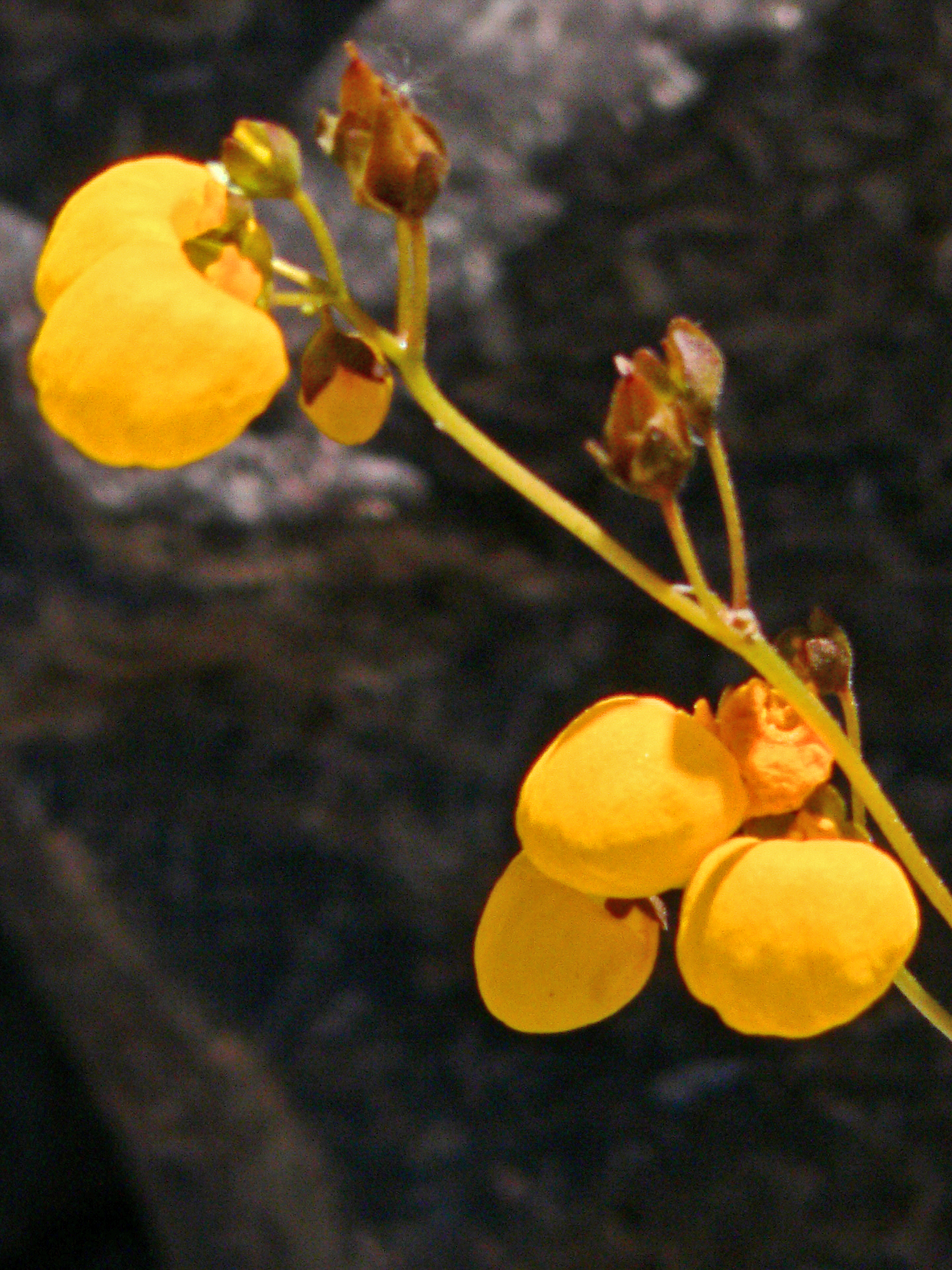 <i>Calceolaria filicaulis ssp. filicaulis</i>; Capachito de Las Vegas