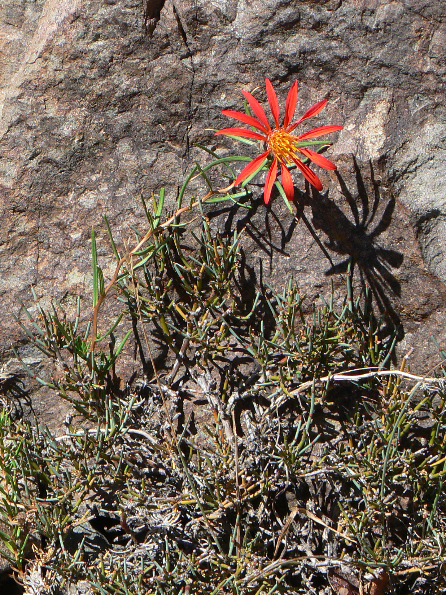 <i>Mutisia subulata</i>; Flor de La Granada