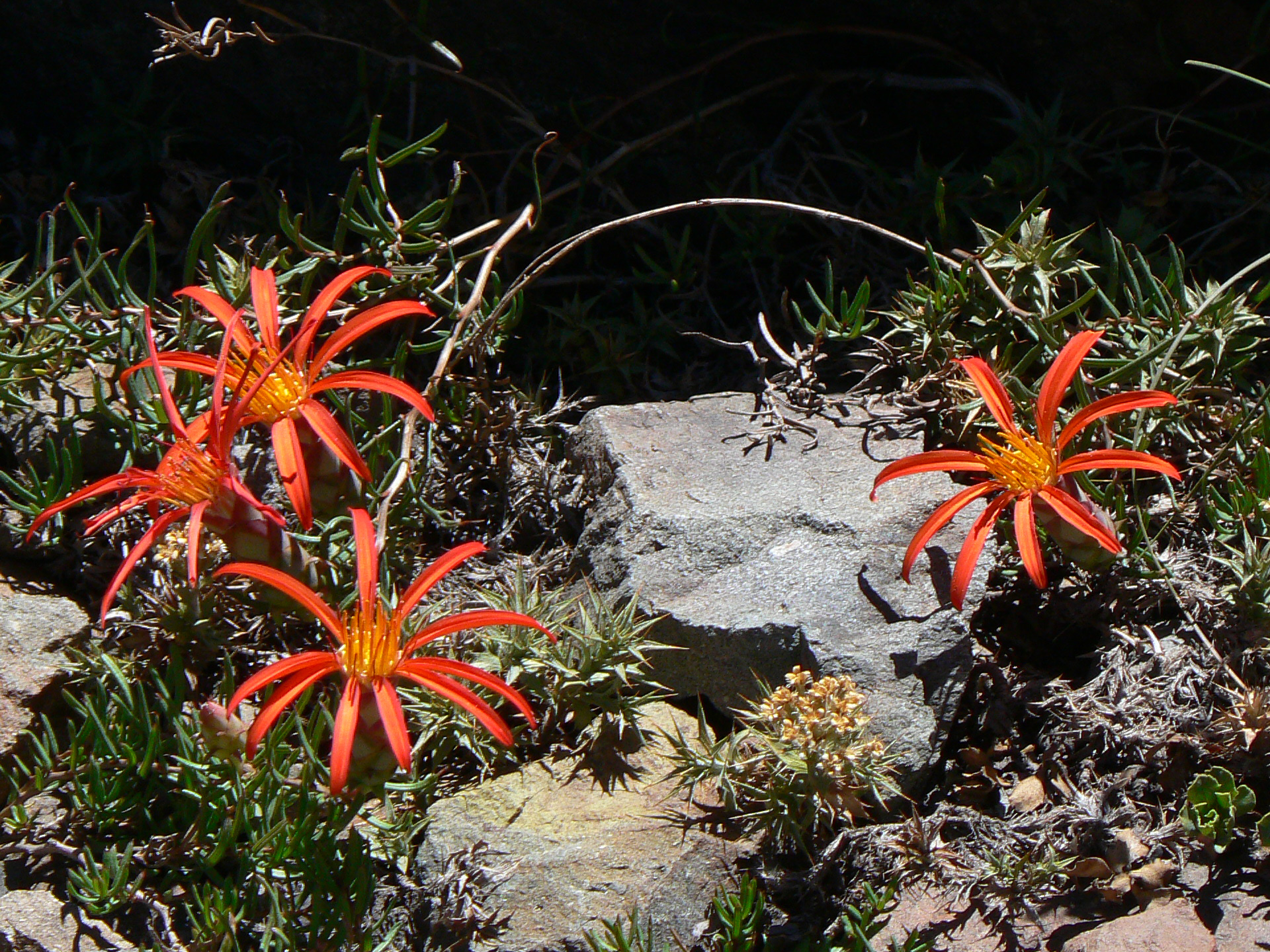 <i>Mutisia subulata</i>; Flor de La Granada