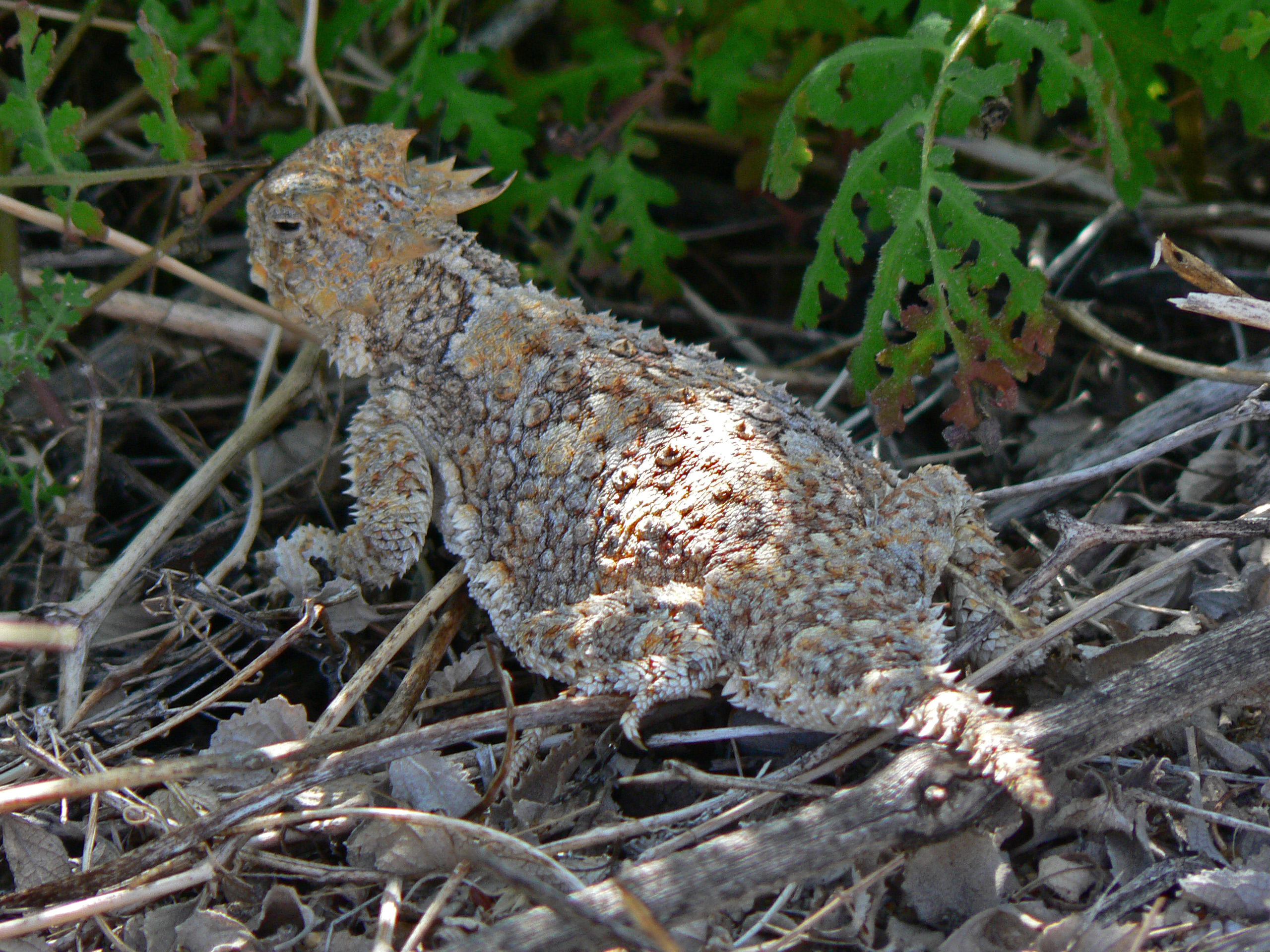 <i>Phrynosoma blainvillii</i>; Blainville's (coast) Horned Lizard
