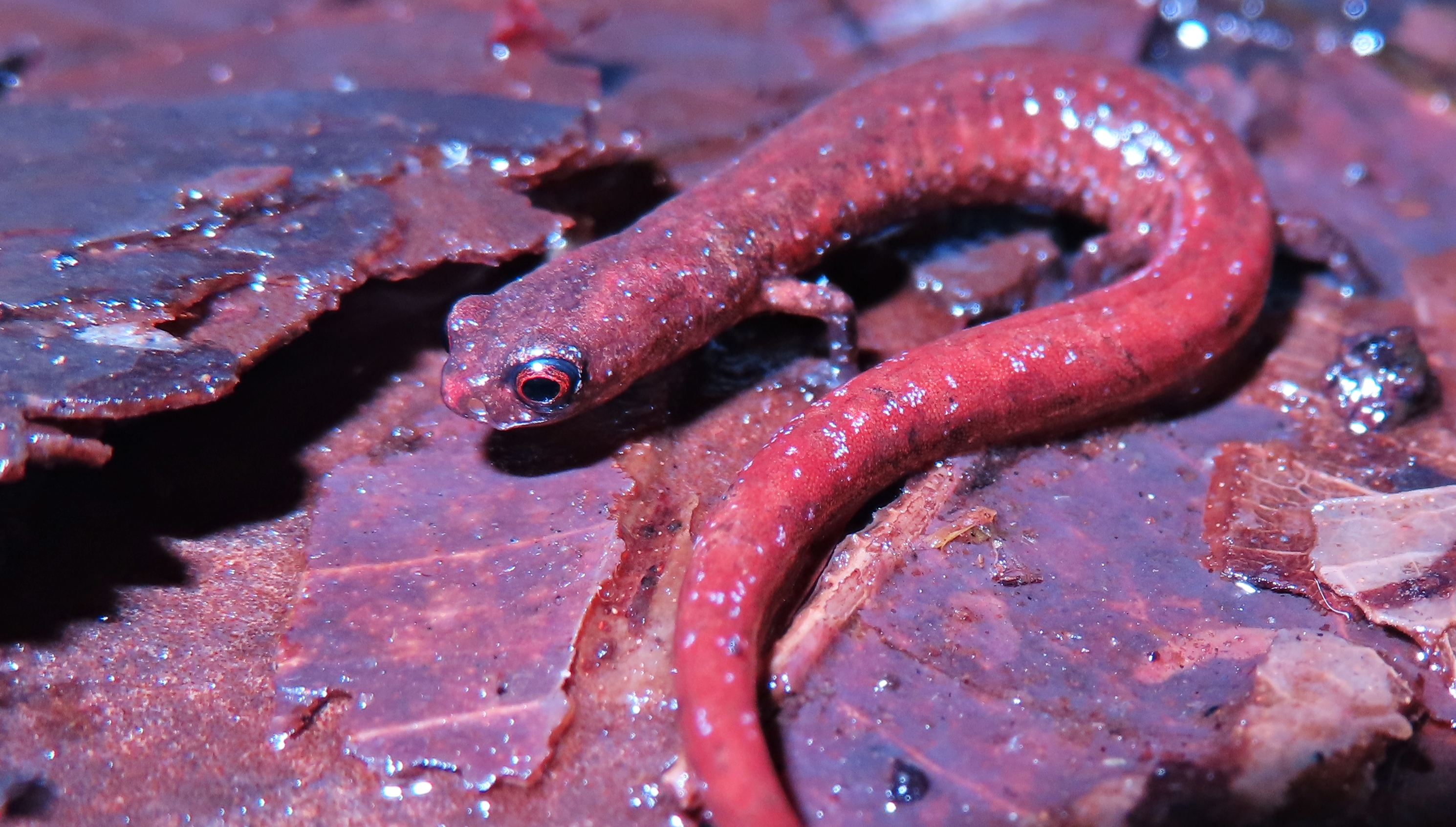 <i>Nototriton picadoi</i>; La Estrella Salamander