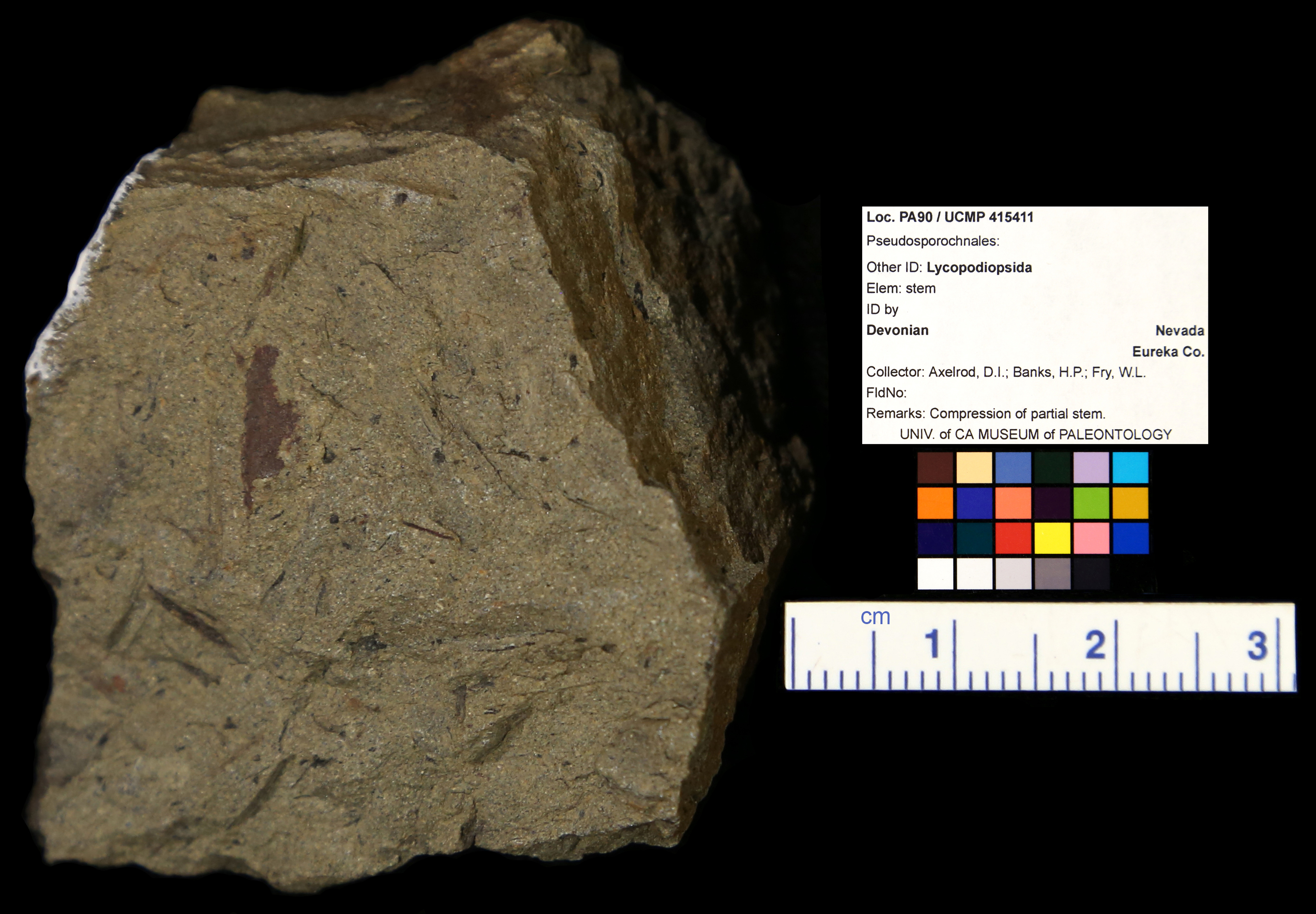 Order Pseudosporochnales