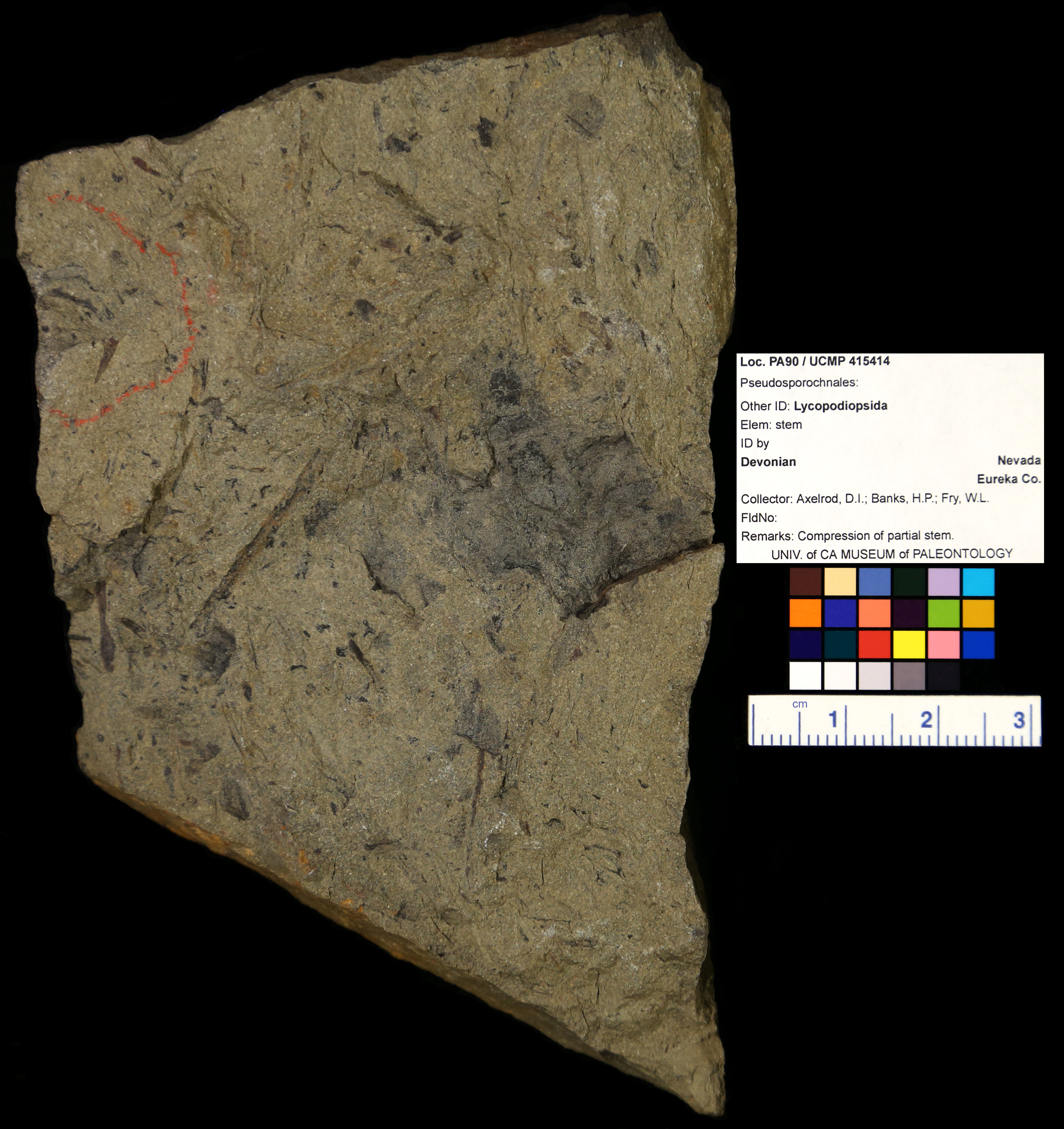 Order Pseudosporochnales
