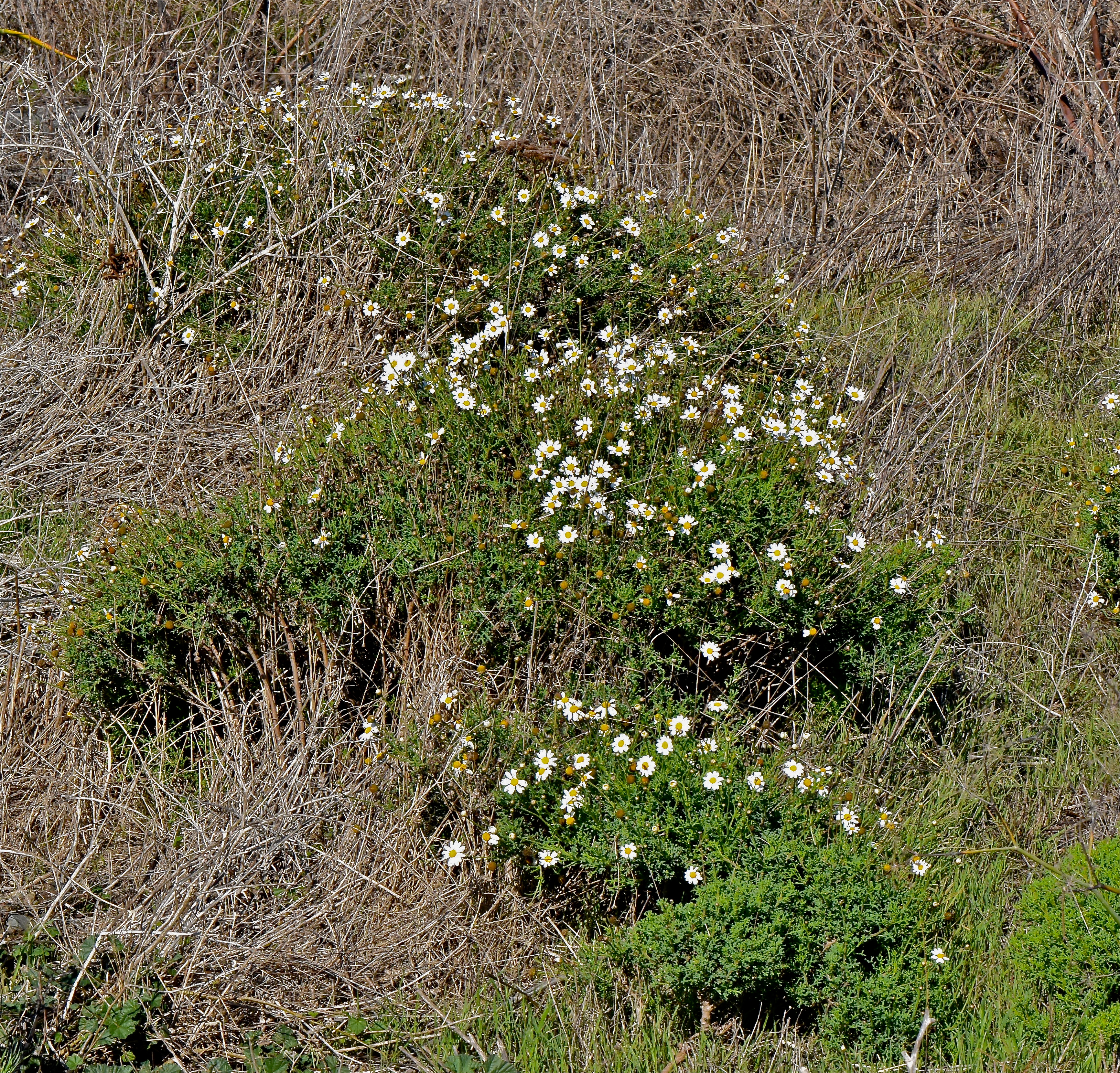 <i>Argyranthemum foeniculaceum</i>