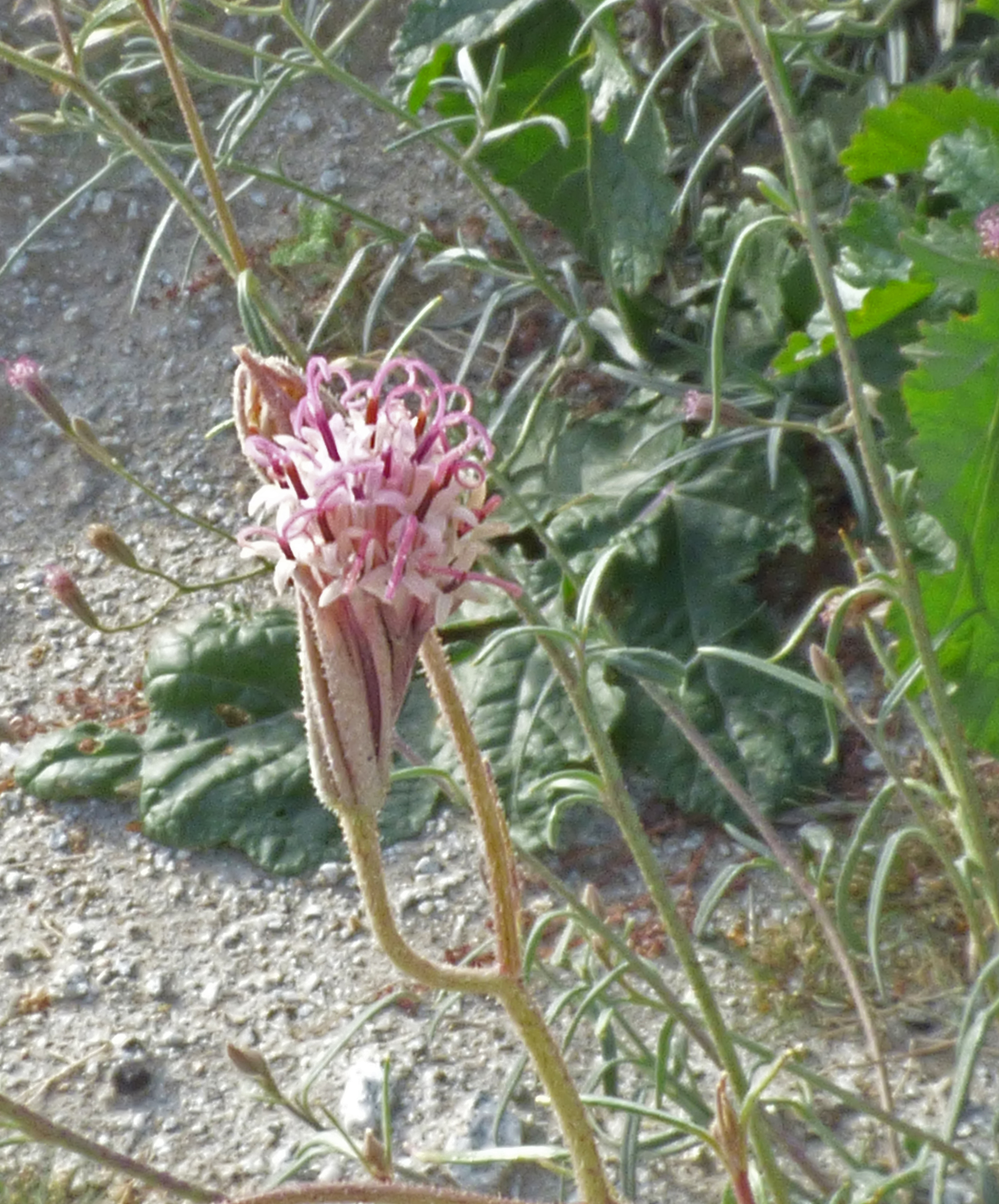 <i>Palafoxia arida</i>; Spanish Needle