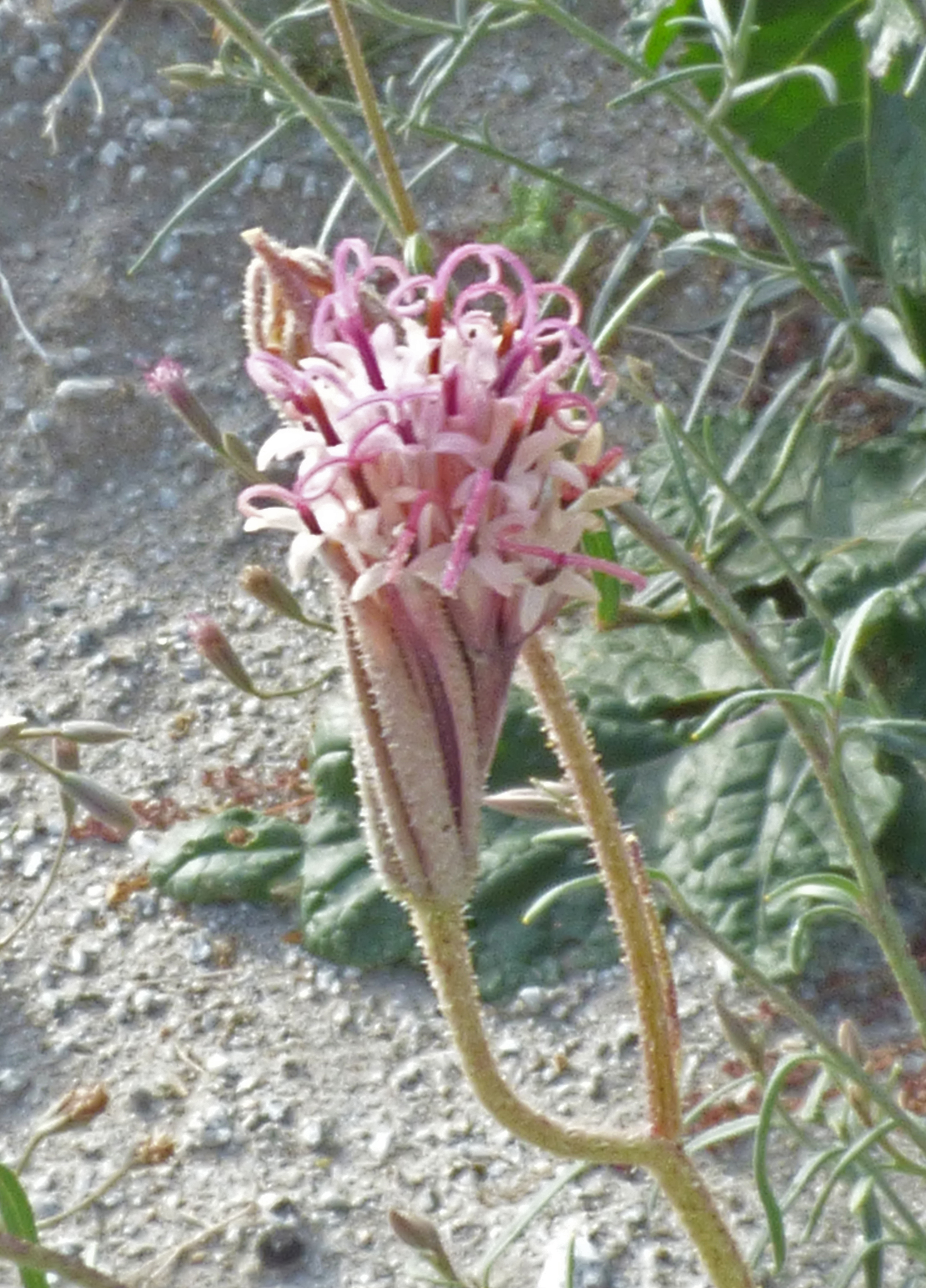 <i>Palafoxia arida</i>; Spanish Needle