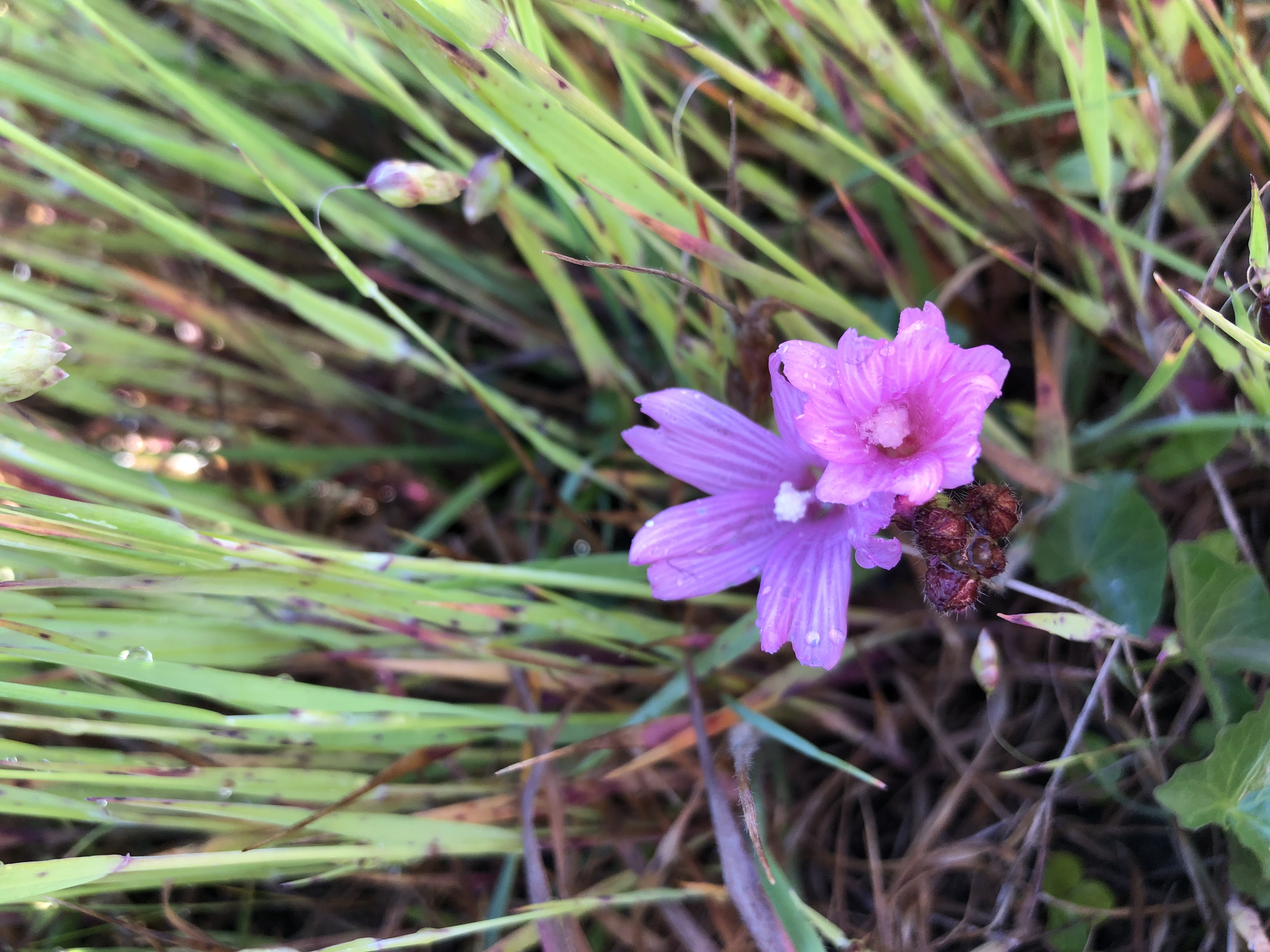 <i>Sidalcea malviflora ssp. purpurea</i>; Purple Stemmed Checkerbloom