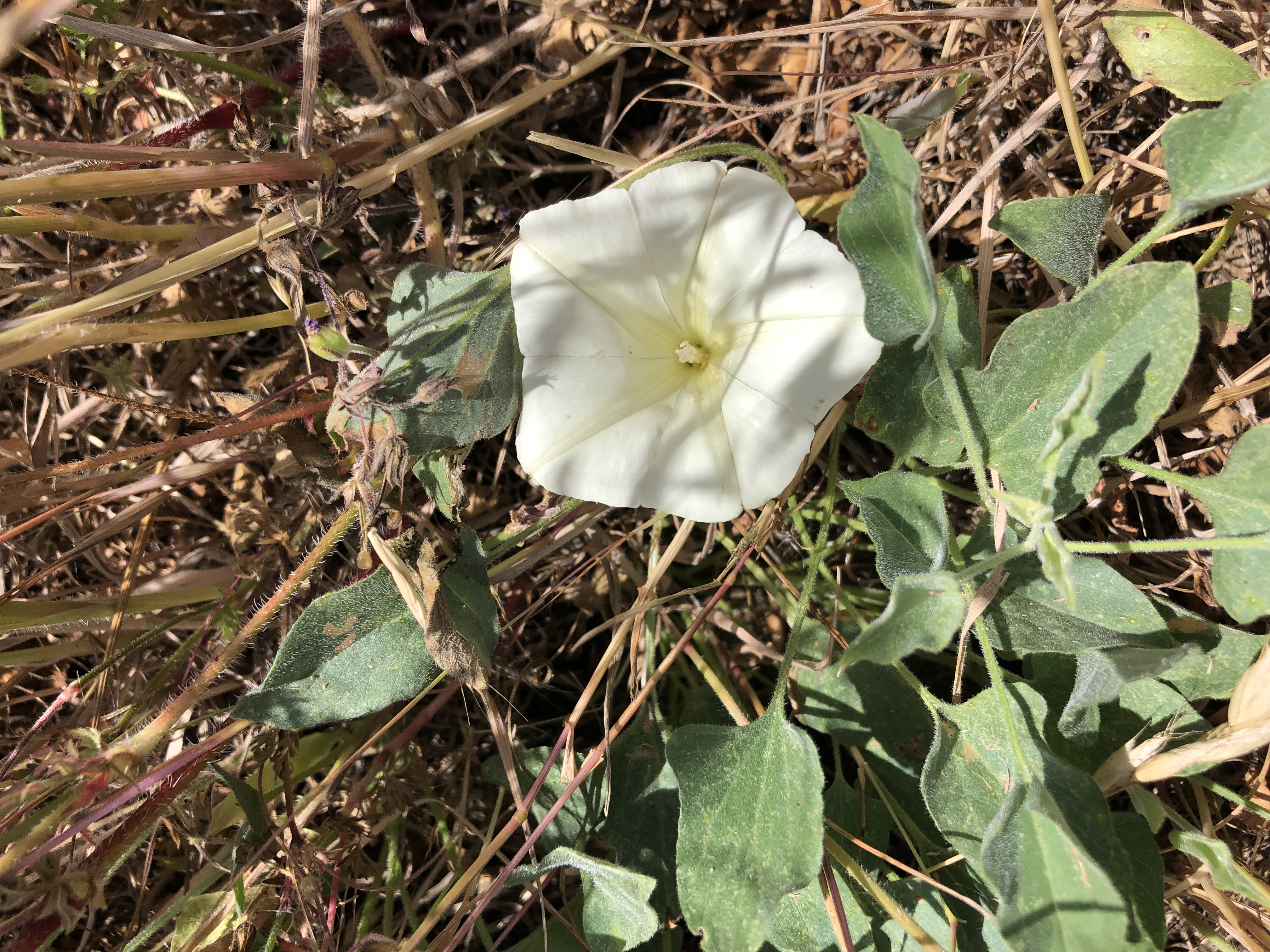 <i>Calystegia subacaulis</i>; Hill Morning Glory