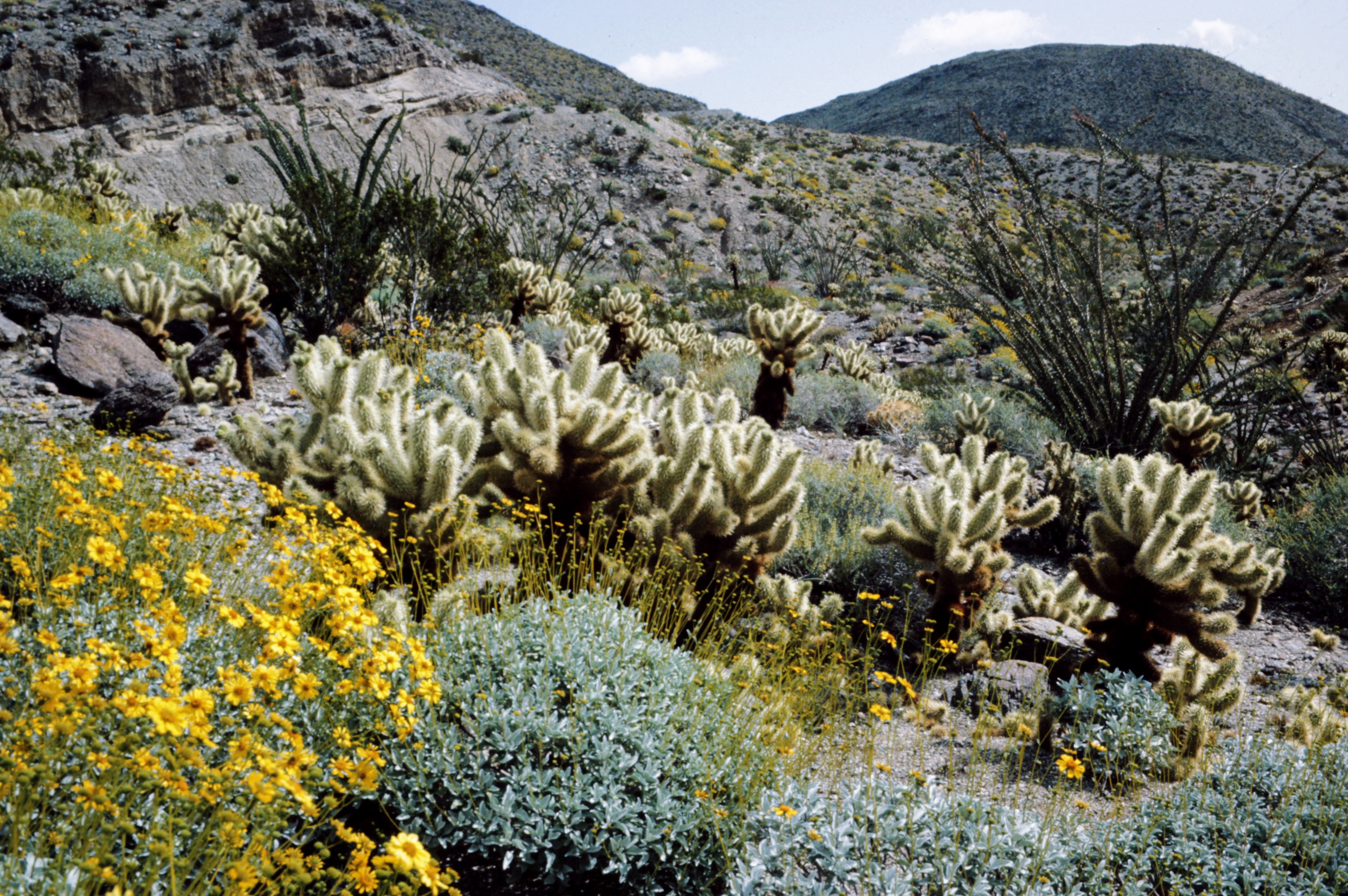 Anza Borrego Desert (California)